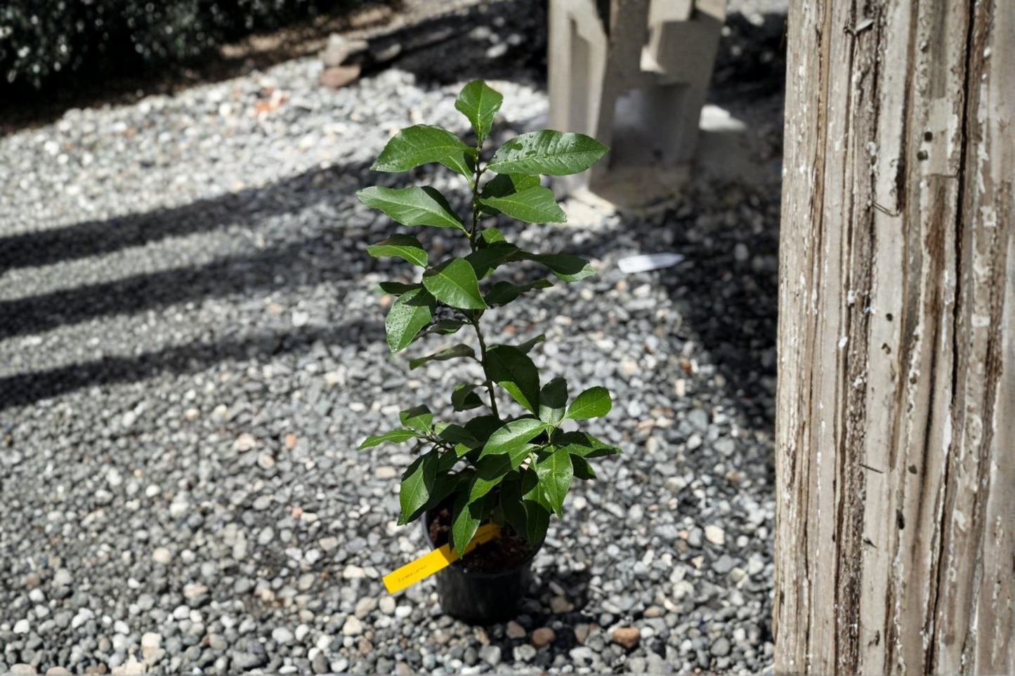 Grafted Key Lime Citrus Tree Live Plant | Edible Fruit, Indoor & Outdoor, Starter Lime Tree, Citrus aurantiifolia