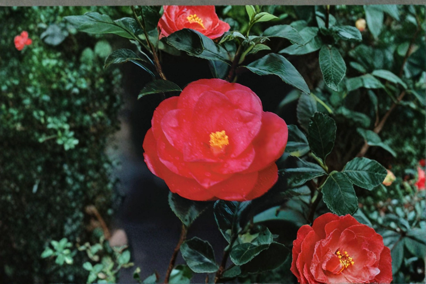 Japanese Camellia ‘Tama Electra’ Live Plant – Pink Flowering Evergreen Shrub in 1 Gallon Pot