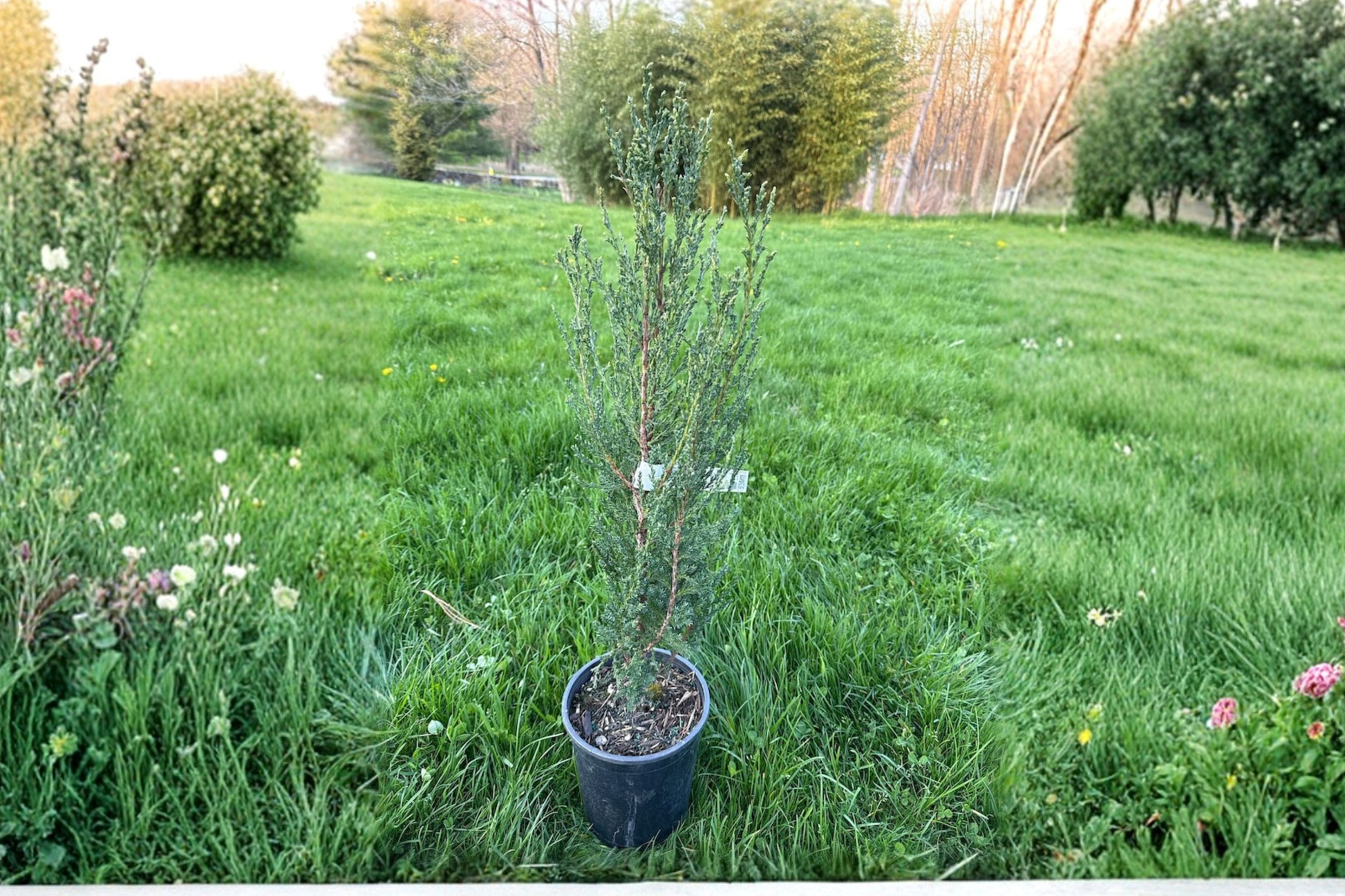 Blue Arrow Juniper Live Plant, 12 Inch, Narrow Evergreen Columnar Tree, Juniperus scopulorum 'Blue Arrow'