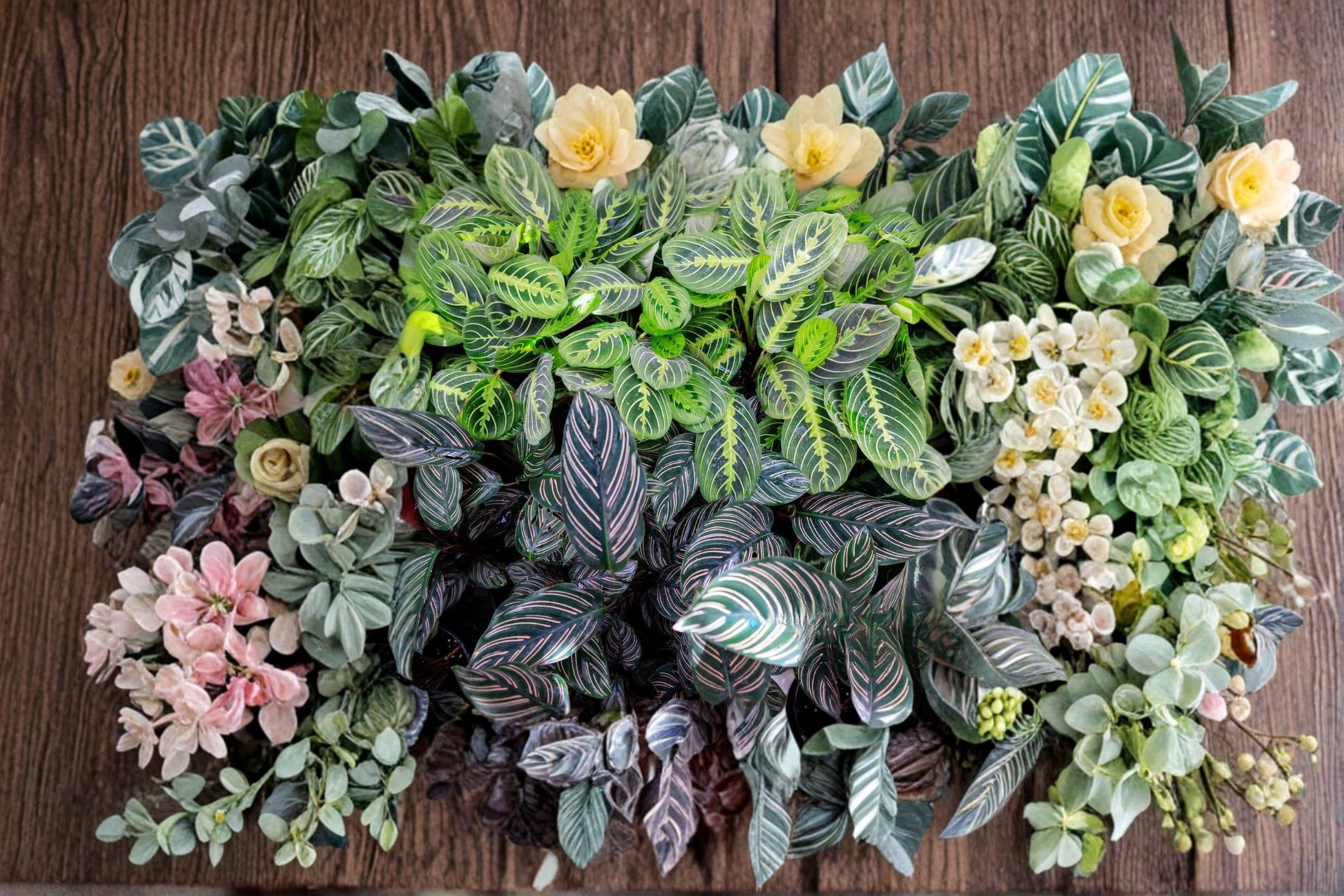 Assorted Calathea Plants Bundle - 2 Inch Rooted Tropical Houseplants for Indoor Decor & Gift