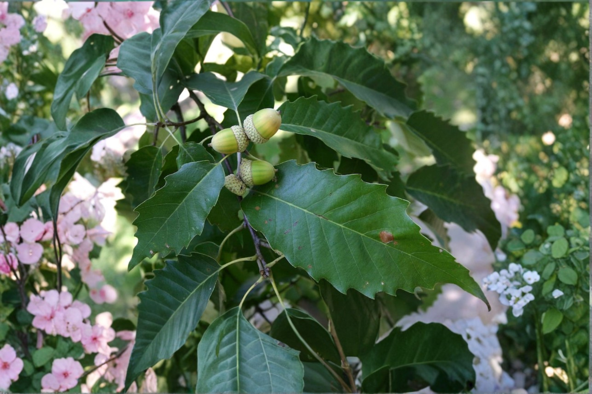 Chinkapin Oak Live Plant 2-Gallon Pot Native Deciduous Shade Tree Quercus muehlenbergii