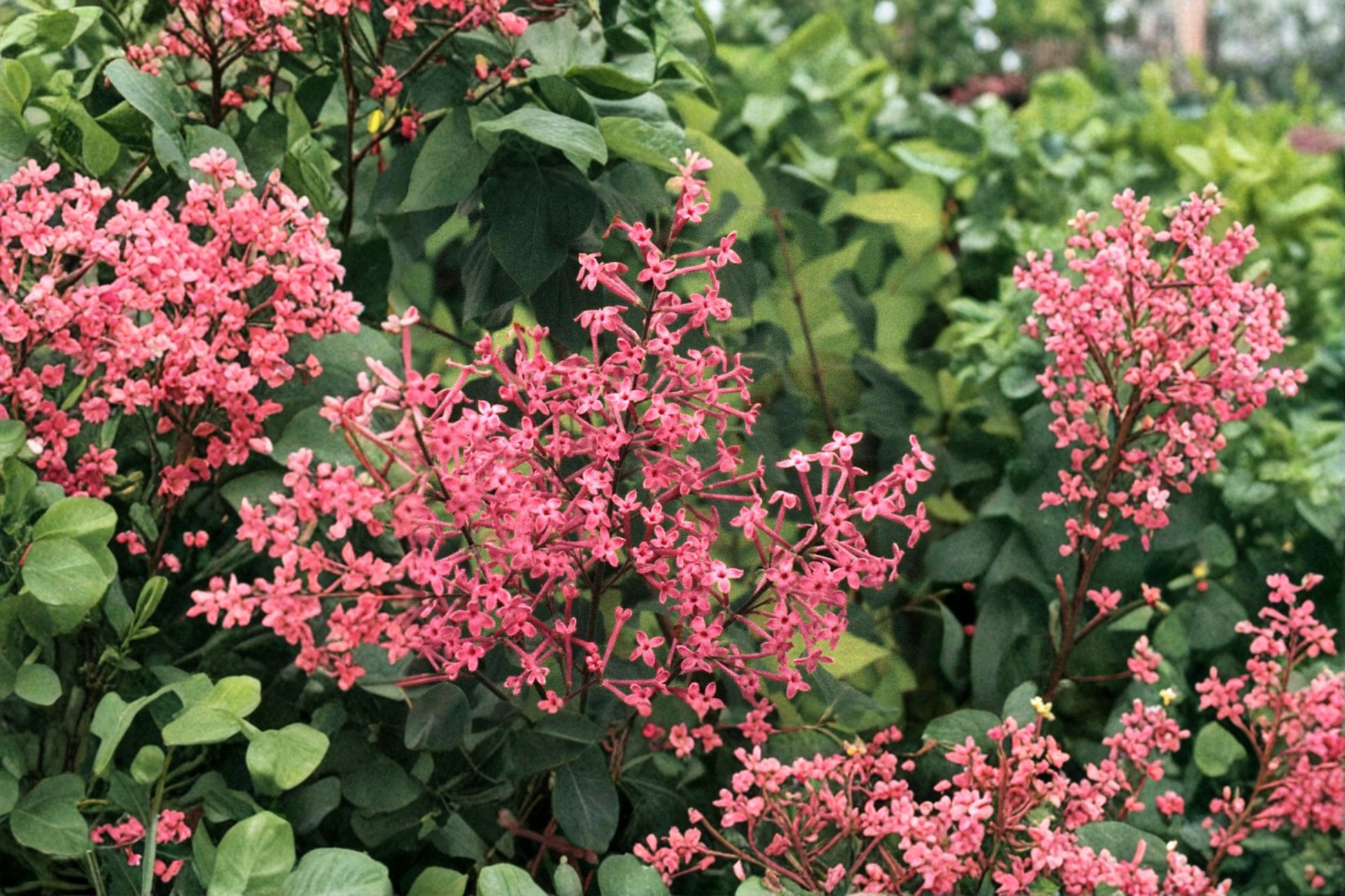George Eastman Lilac Live Plant – 8 Inch Tall Syringa x julianae Pink Purple Flowering Shrub in 4-Inch Pot