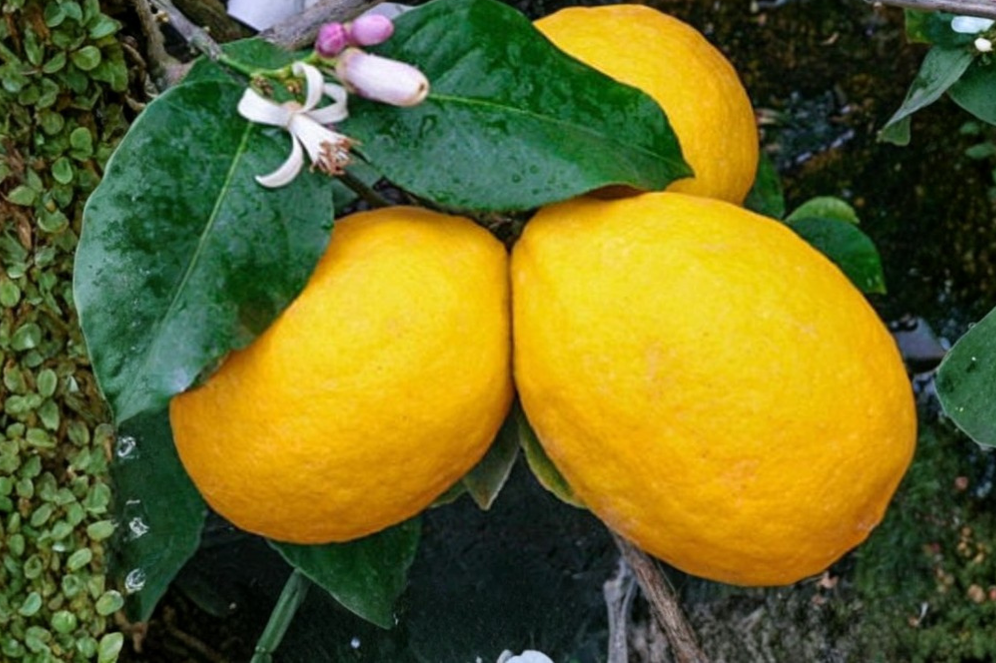 Dwarf Meyer Lemon Tree Seeds – Compact Citrus Fruit Plant for Indoor & Outdoor Container Gardening, Citrus × meyeri