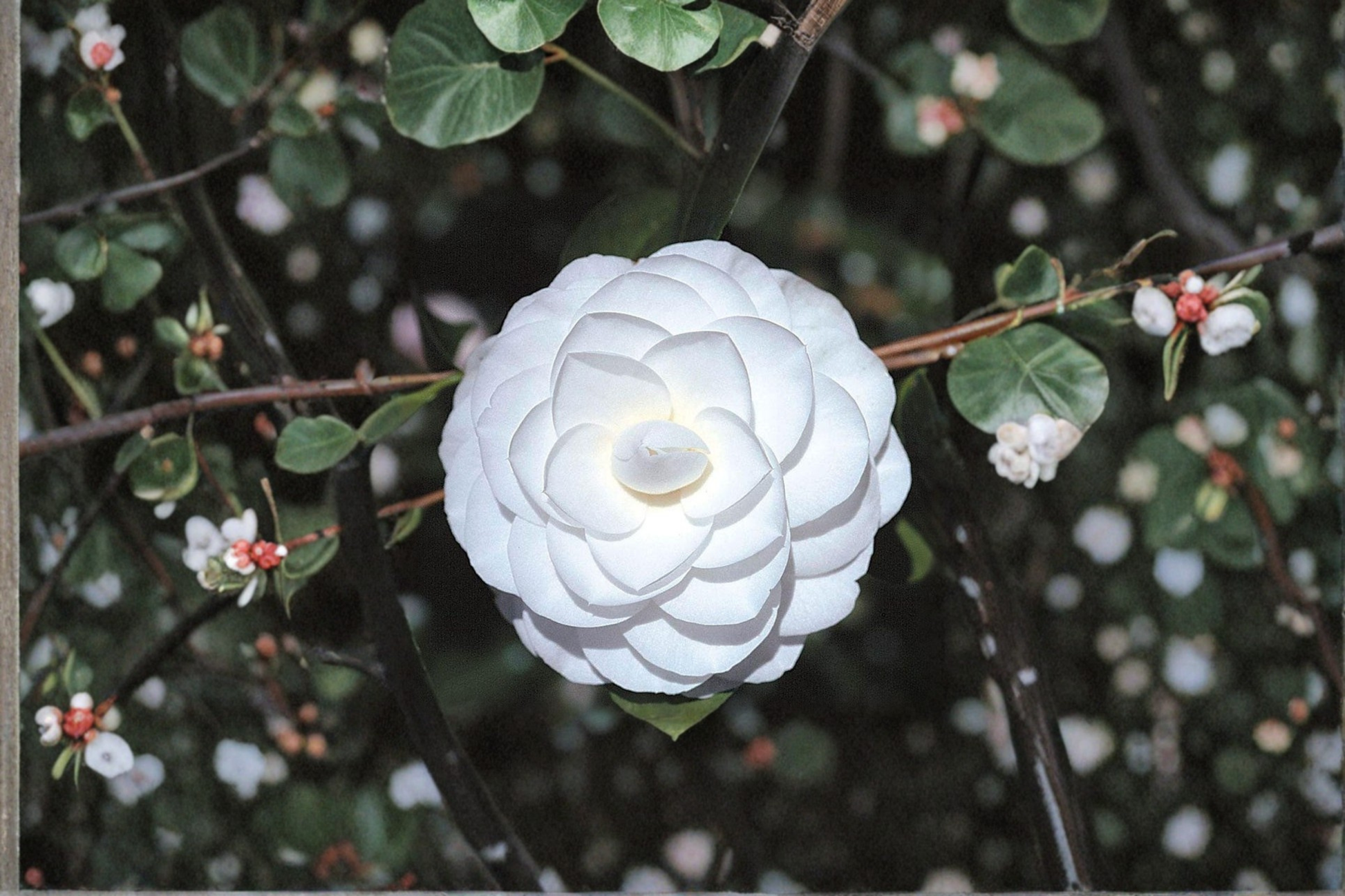 Japanese Camellia Miss Biloxi Live Plant – 1 Gallon Pink Evergreen Flowering Shrub Camellia japonica