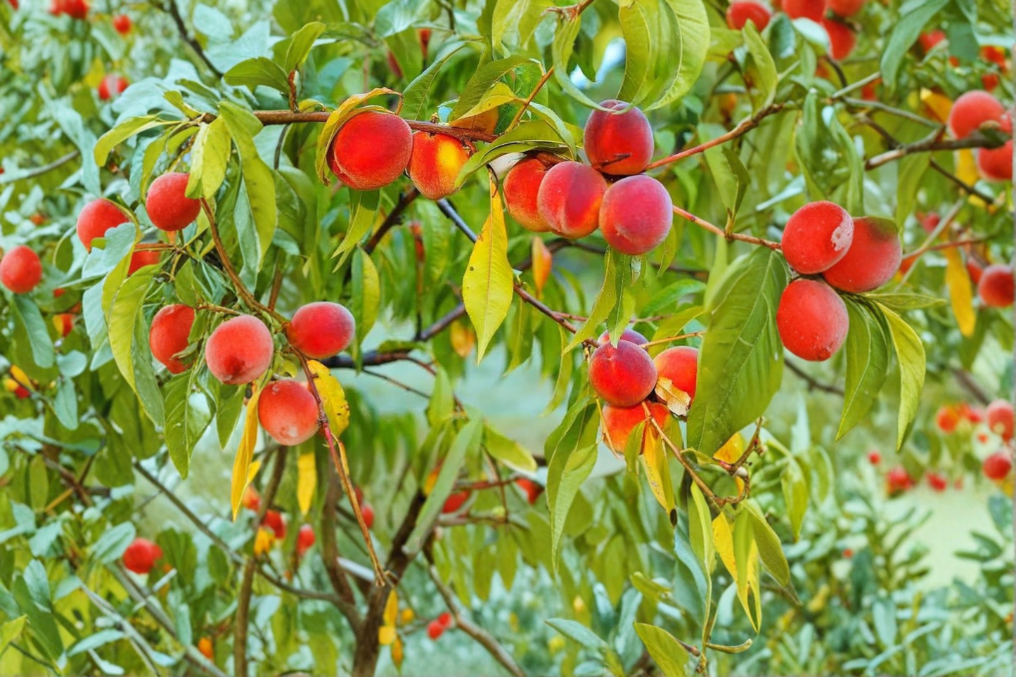 Gulf King Peach Tree Live Plant 4–6 Ft Deciduous Fruit Tree for Garden Orchard, Prunus persica