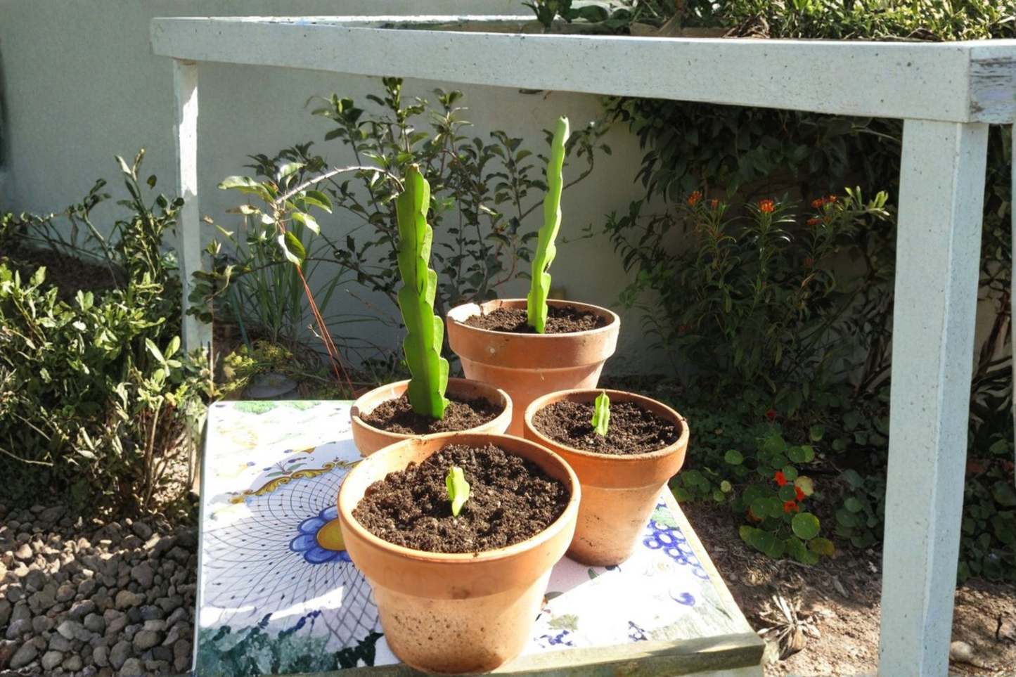 Live Dragon Fruit Cutting – Pitaya Propagation Starter Plant, Selenicereus spp., Climbing Tropical Cactus