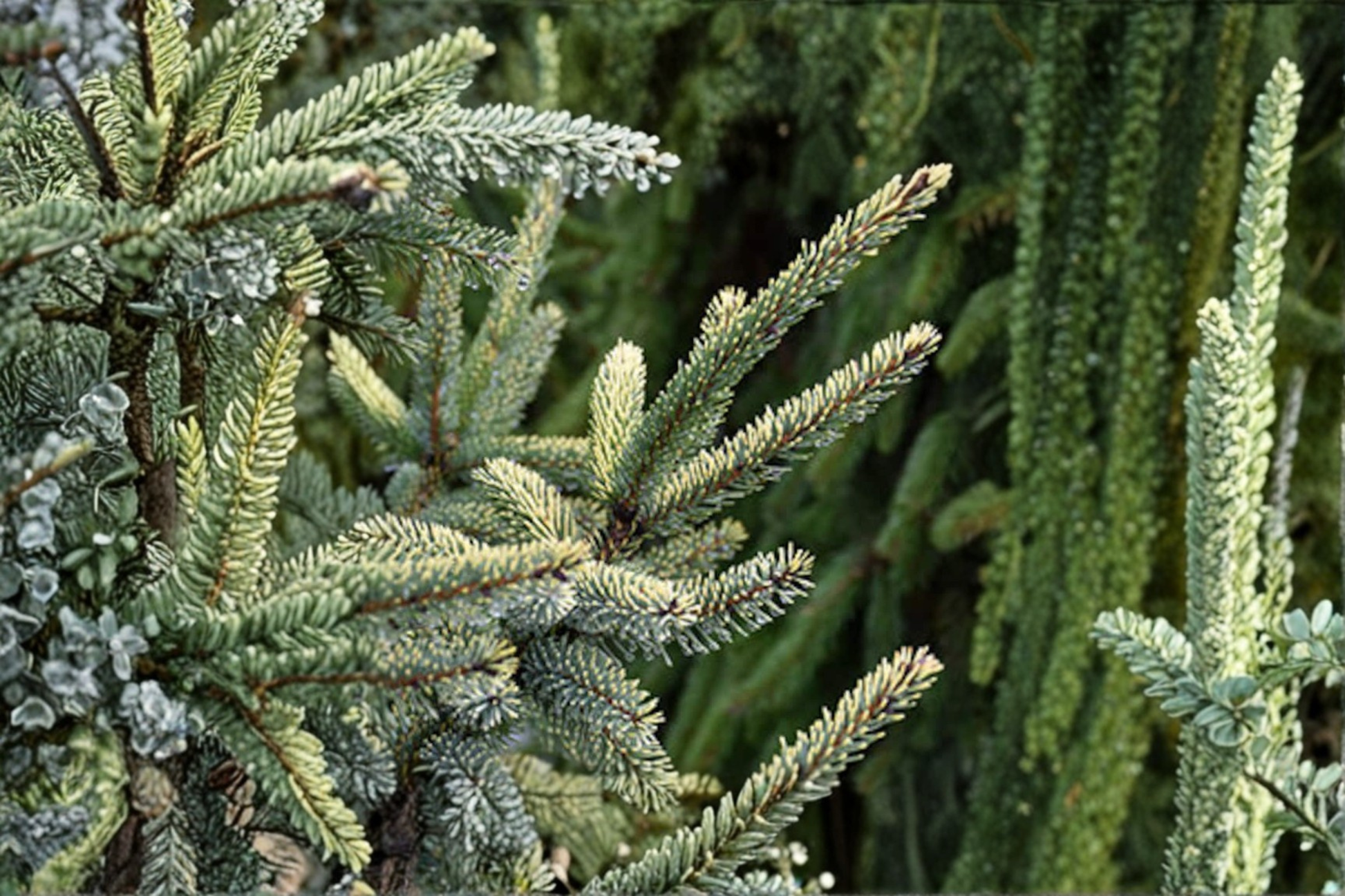 Variegated Black Spruce Live Plant 12 Inch Picea mariana Aureovariegata Evergreen Conifer Cold Hardy Landscape Tree