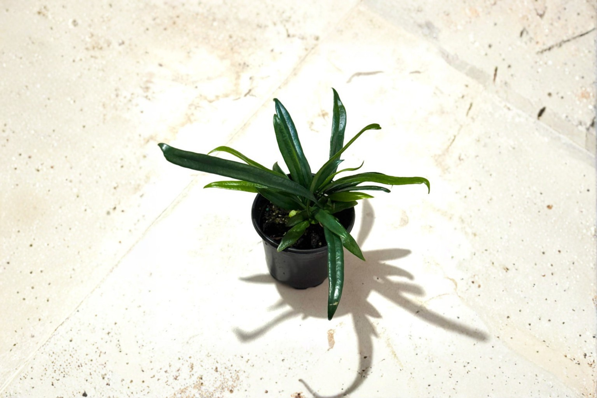 Blue Oil Fern Live Plant in 4 Inch Pot, Microsorum thailandicum, Tropical Indoor Fern, Metallic Blue Foliage, Rare Houseplant