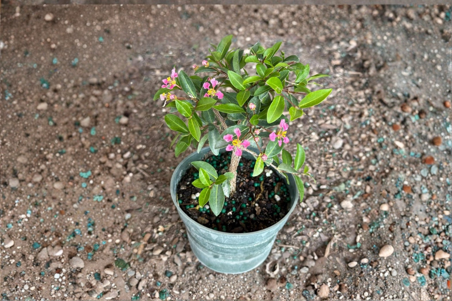 Barbados Cherry Bonsai Live Plant, 3 Inch Pot, Malpighia glabra, Tropical Indoor Outdoor Starter Tree, Compact Decorative Tree