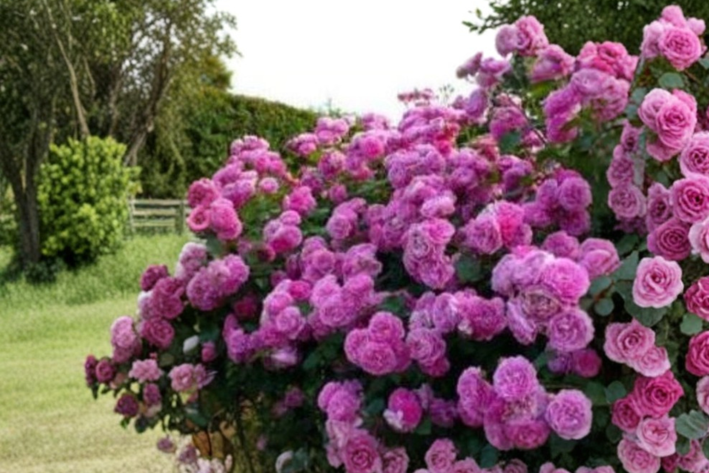 Pink Climbing Rose Seeds, Ornamental Flower Vine, Rosa spp., Trellis & Garden Plant, 20 Seeds
