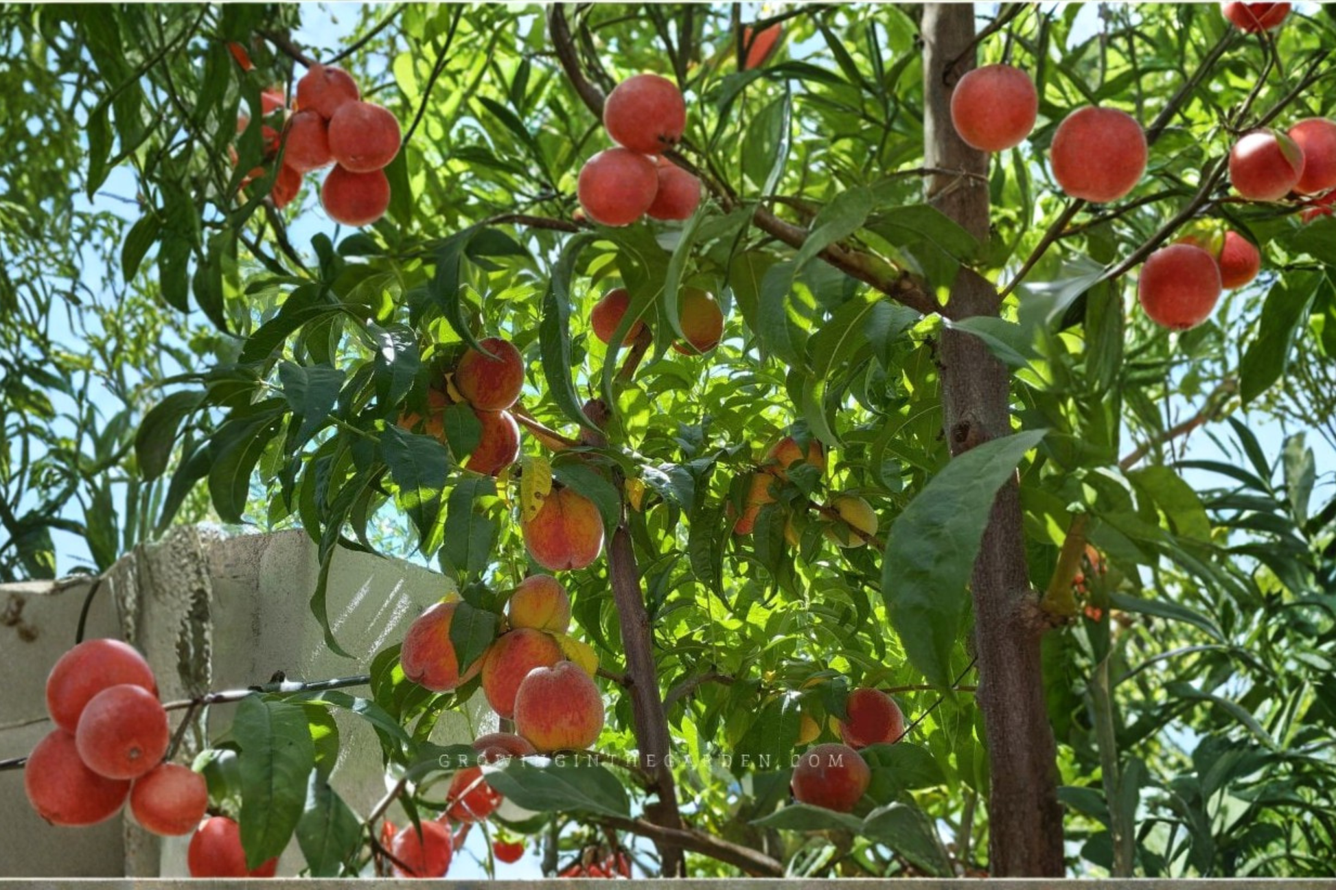 Live Peach Tree - Royal Zest Three Peach, 4-6 ft, Deciduous Fruit Tree, Prunus persica for Garden & Orchard Planting