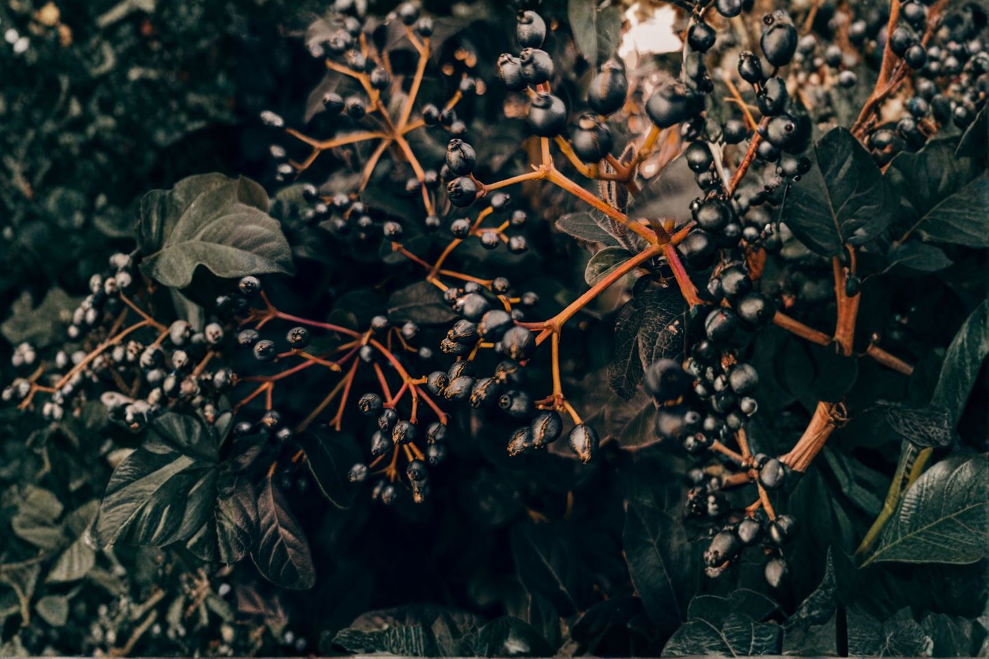 Black Chokeberry Live Rooted Plant - Aronia melanocarpa Edible Shrub for USDA Zones 3-9