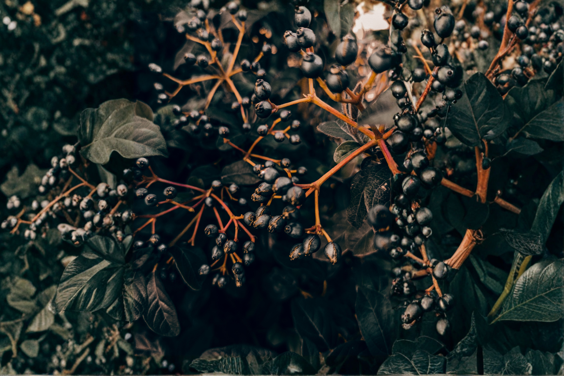 Black Chokeberry Live Rooted Plant - Aronia melanocarpa Edible Shrub for USDA Zones 3-9