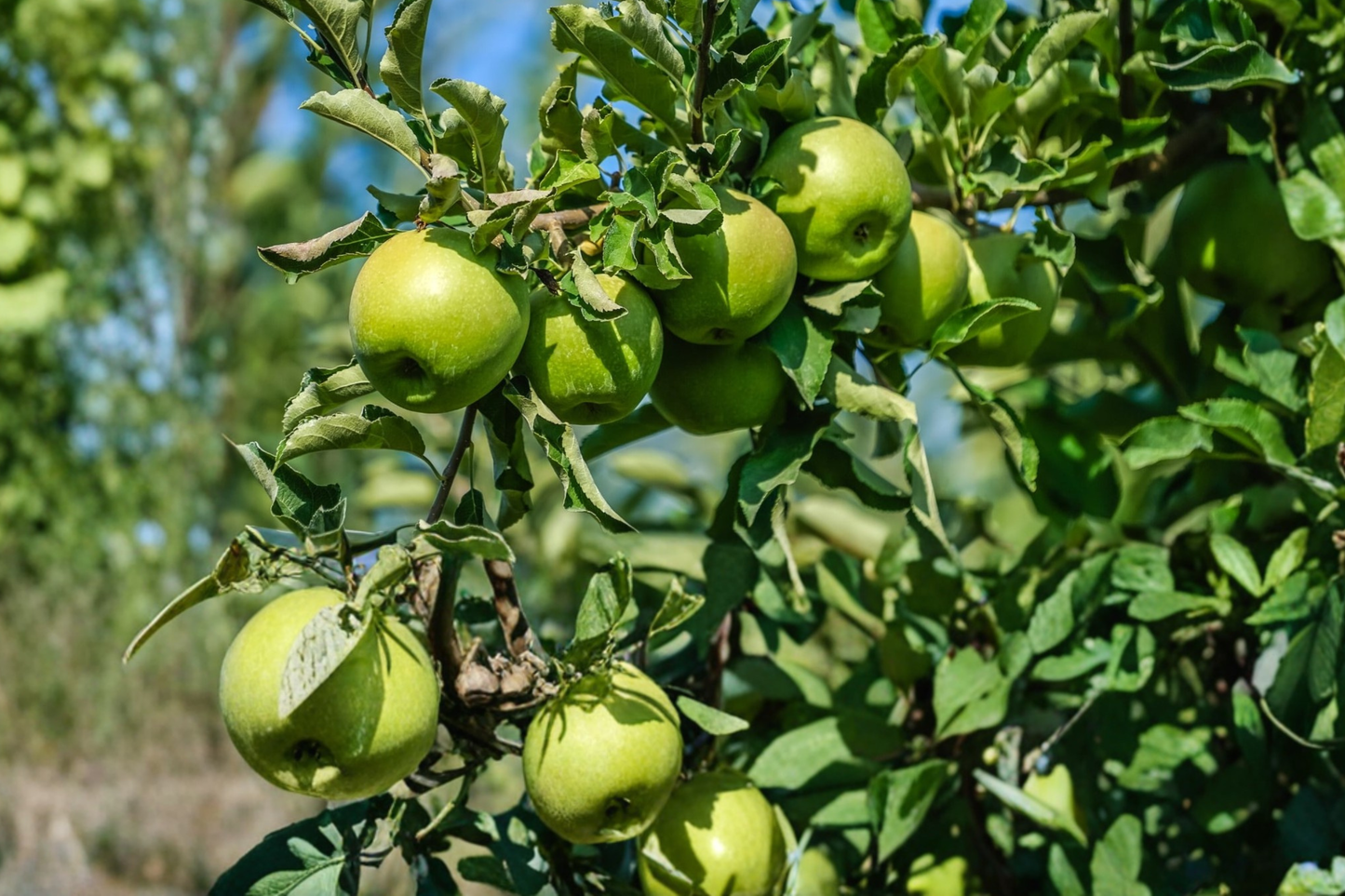 Granny Smith Apple Tree – Live 4-6 ft Fruit Tree for Home Garden, Produces Crisp Green Tart Apples, Malus domestica