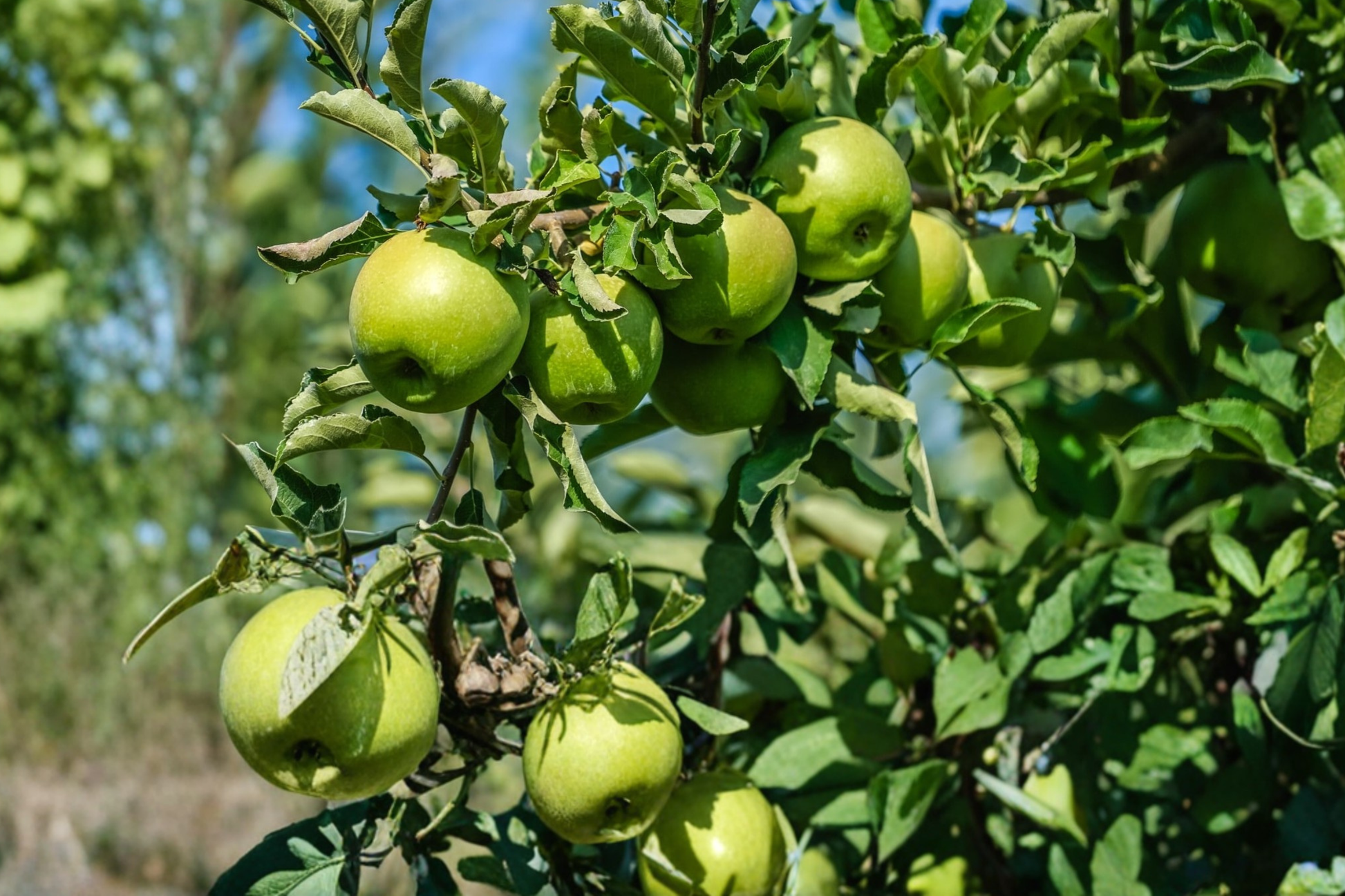 Granny Smith Apple Tree – Live 4-6 ft Fruit Tree for Home Garden, Produces Crisp Green Tart Apples, Malus domestica