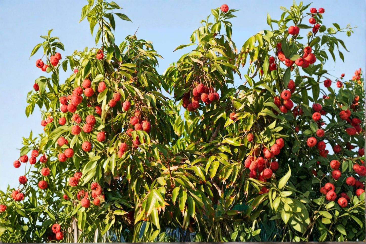 Sweetheart Lychee Tree Live Plant, 3ft Tall, Tropical Fruit Tree, Litchi chinensis, Air Layered, Edible Fruit, Backyard Garden