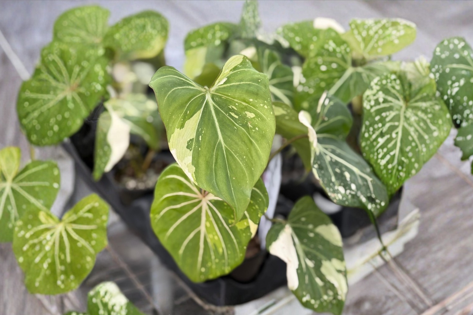 Variegated Philodendron Gloriosum Live Plant, Tropical Houseplant in 3-Inch Pot, Rare Indoor Foliage, Velvety Leaves, White Veining