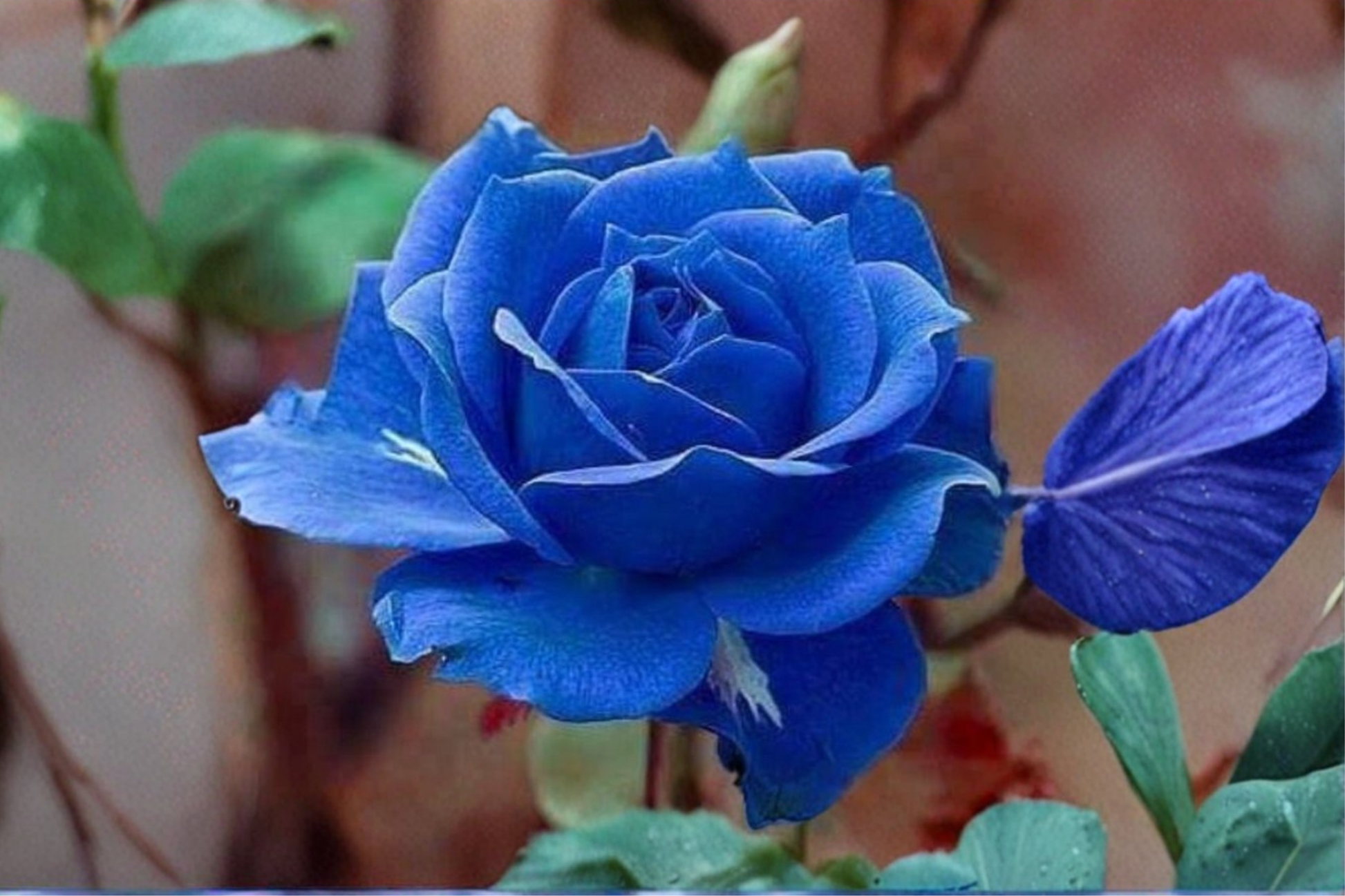 Rare Midnight Blue Rose Seeds – Deep Purple Flowering Bush, Rosa Hybrid, Pack of 10 Seeds for Garden Planting