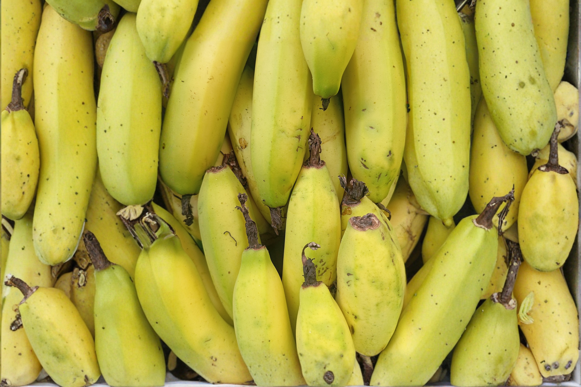 Truly Tiny Banana Live Starter Plug 3–6 Inches | Musa acuminata Dwarf Banana Plant