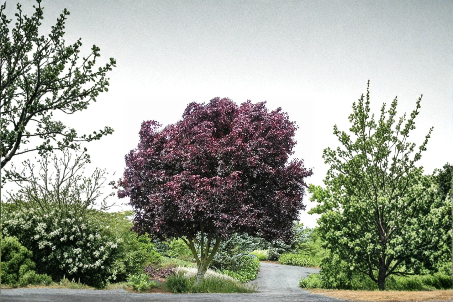 Purple Leaf Plum Tree 5 Gal – Ornamental Landscape Tree with Deep Purple Foliage & Pink Spring Blooms Prunus cerasifera