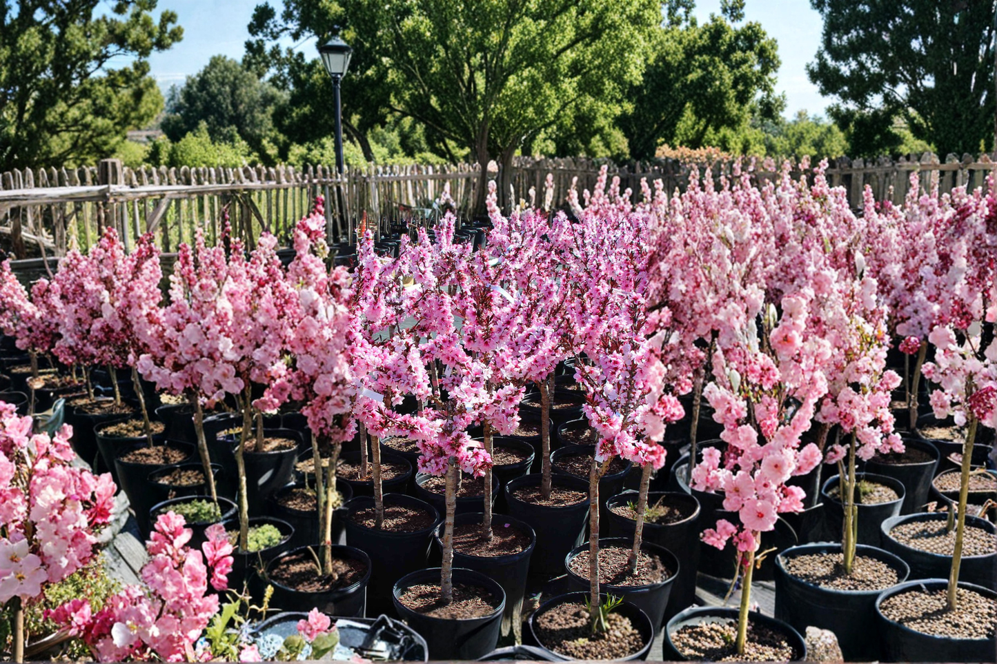 Dwarf Peach Tree Live Plant 3-4 Ft Bonfire Patio Peach Prunus persica for Garden & Patio