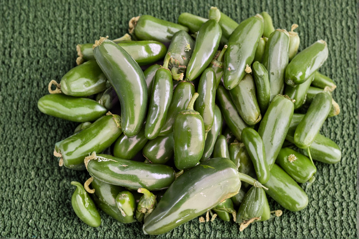 Jalapeño Hybrid Pepper Plants | 3 Starter Vegetable Plants | Green to Red | Capsicum annuum | Garden Ready