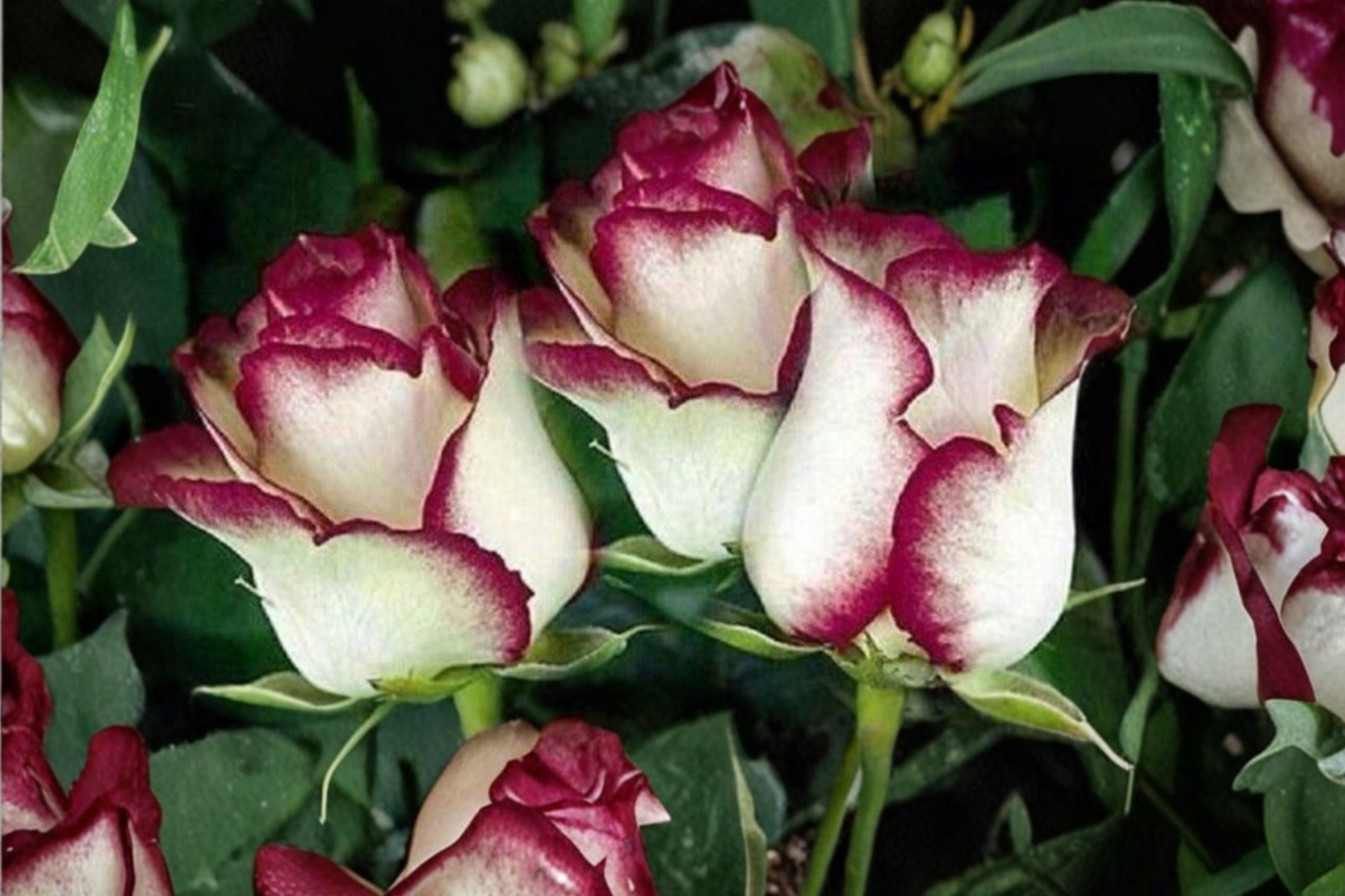 English Monroe Pink Rose Seeds - Rare Fragrant Pink Flower Seeds for Garden Planting, Ornamental Rose, Rosa hybrid, Pack of 30
