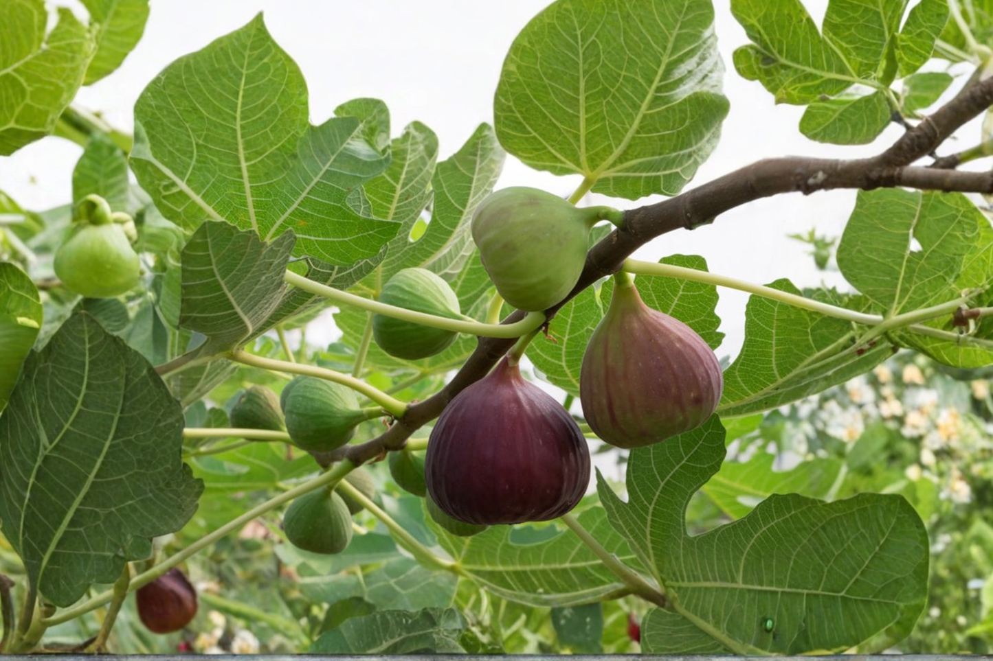 Live Texas Everbearing Fig Tree - 1 Gallon Container, Ficus carica, Fruit Producing, Full Sun, Deciduous Garden Tree