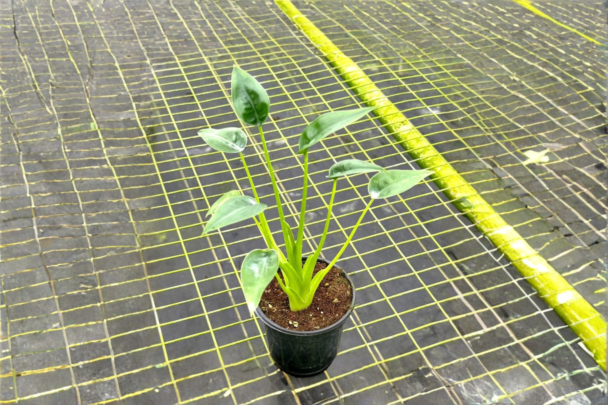 Alocasia Tiny Dancer Live Plant | 4-Inch Rooted Tropical Houseplant | Compact Foliage | Indoor Decor & Gift | Scientific Name: Alocasia 'Tiny Dancer'