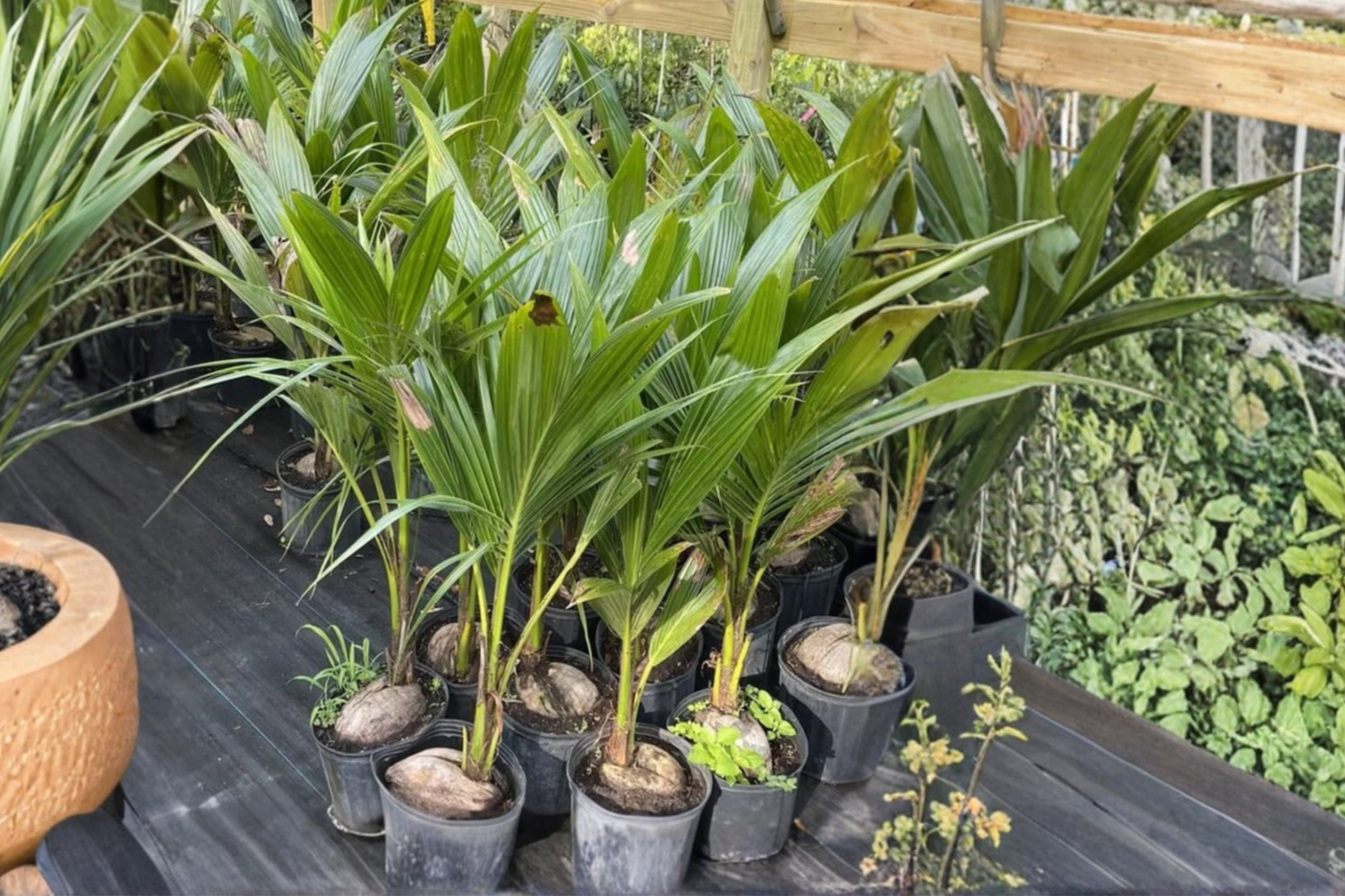 Malayan Dwarf Coconut Tree Live Plant – Tropical Palm, 3ft+ Tall, Dwarf Cocos Nucifera, Ornamental, Container & Garden Use