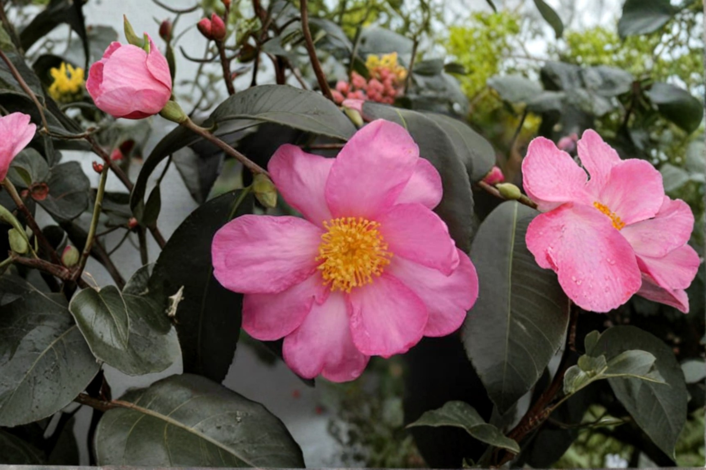 Cold Hardy Camellia ‘Winter’s Star’ 1 Gallon – Pink Fall Bloom Evergreen Shrub for Zone 6, Shade Garden, Ornamental, Container Plant