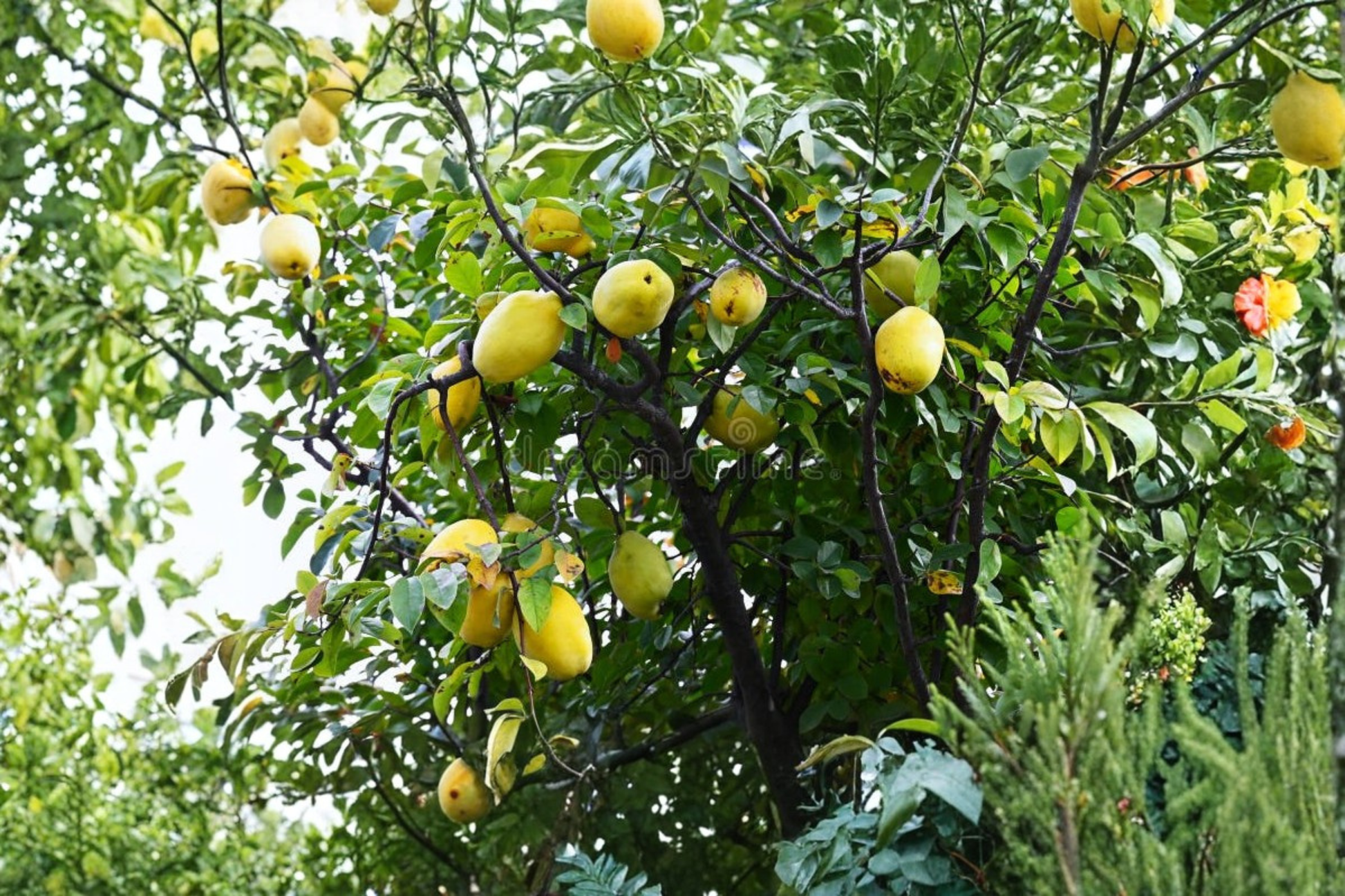 Dwarf Quince Seeds - Rare Fruit Tree Seeds for Indoor & Outdoor Container Gardening - Cydonia oblonga