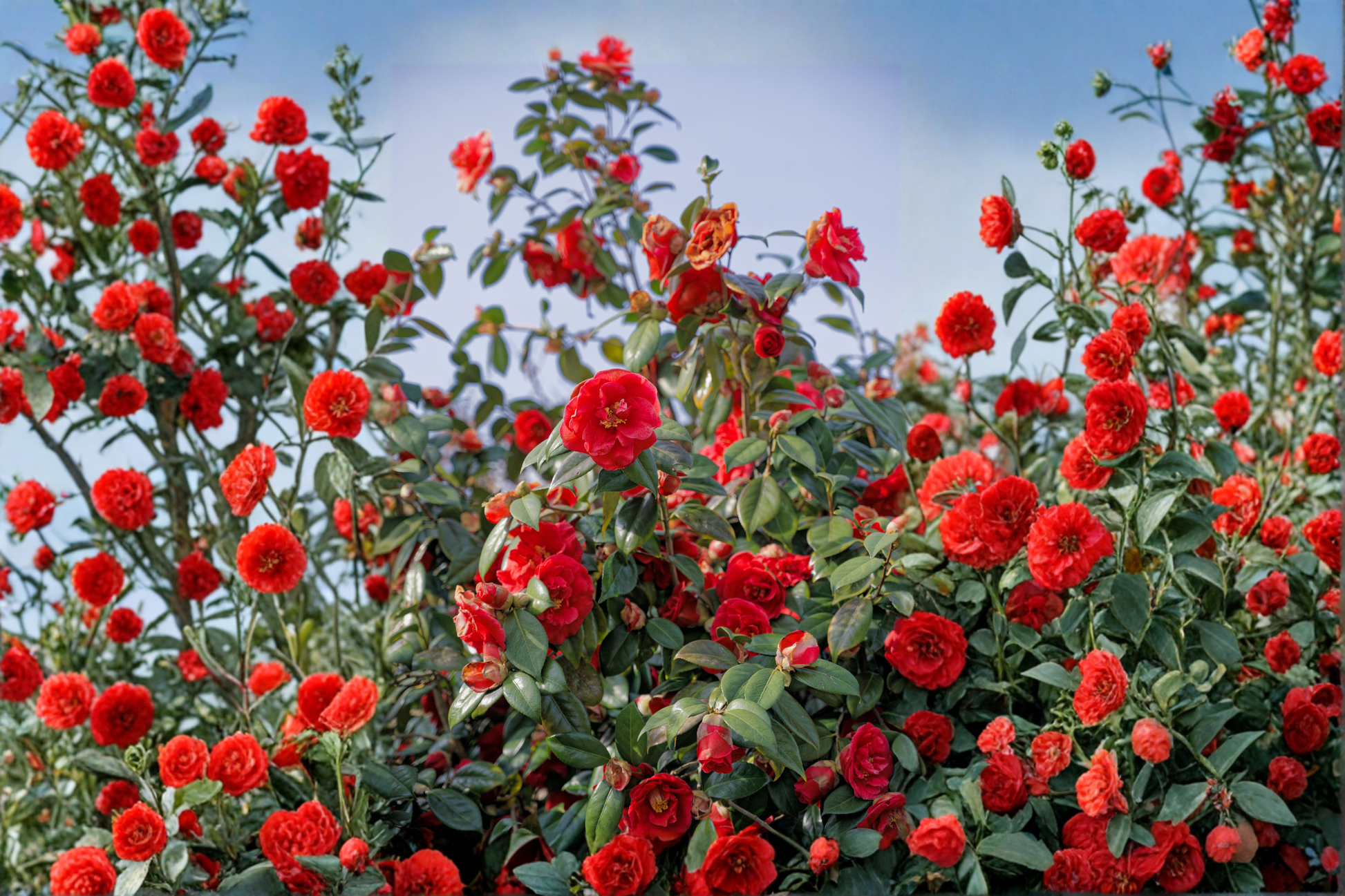 Glenn Camellia Japonica Live Starter Plant – Evergreen Flowering Shrub