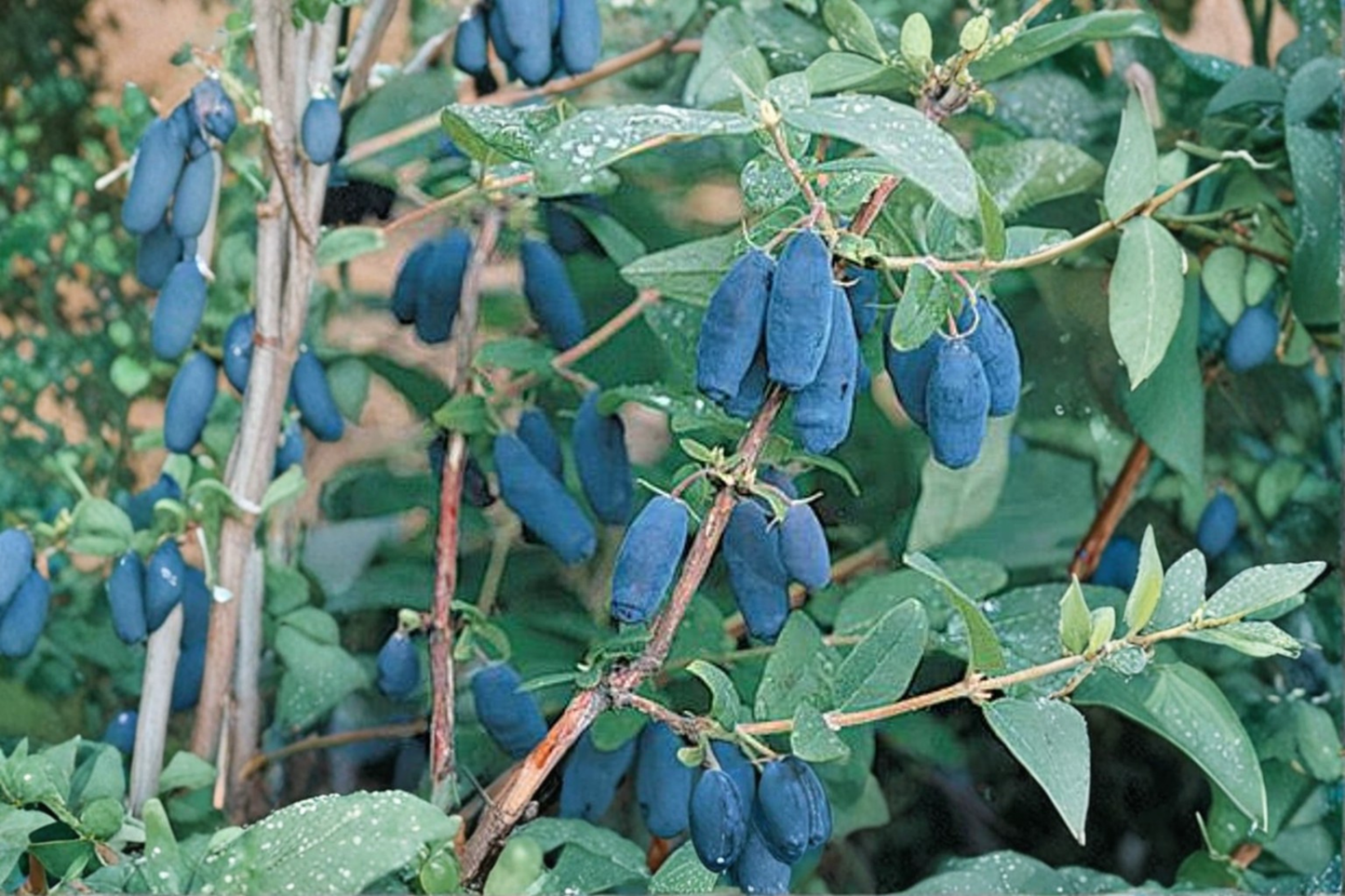 Blue Moon Honeyberry Plant - 1 Gallon Potted Fruit Bearing Shrub Lonicera caerulea 'Blue Moon'