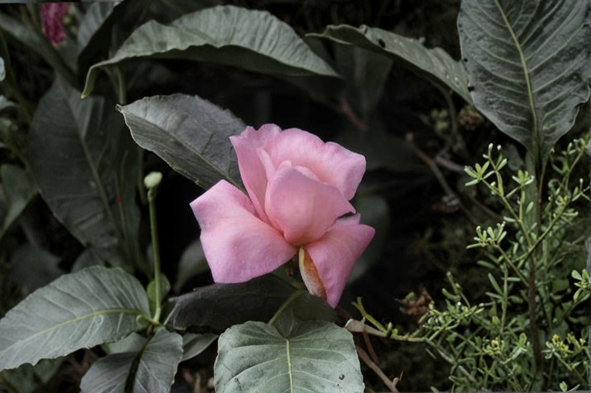 Cold Hardy Camellia 'Ashton's Pride' 3 Gallon Evergreen Pink Flowering Shrub for Zone 6