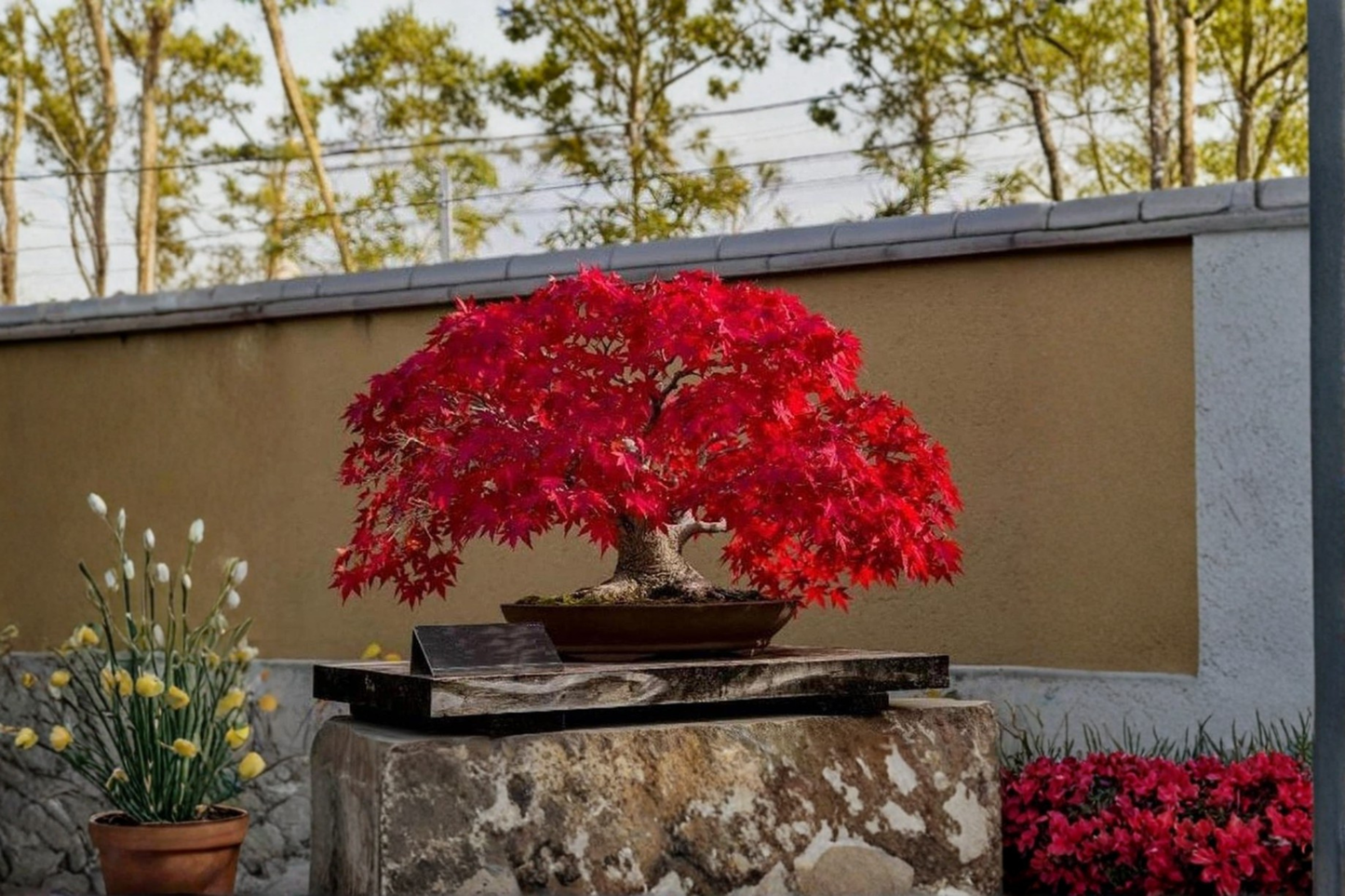 Japanese Red Maple Seeds Acer palmatum Rare Bonsai Tree Seeds for Indoor & Outdoor Gardens