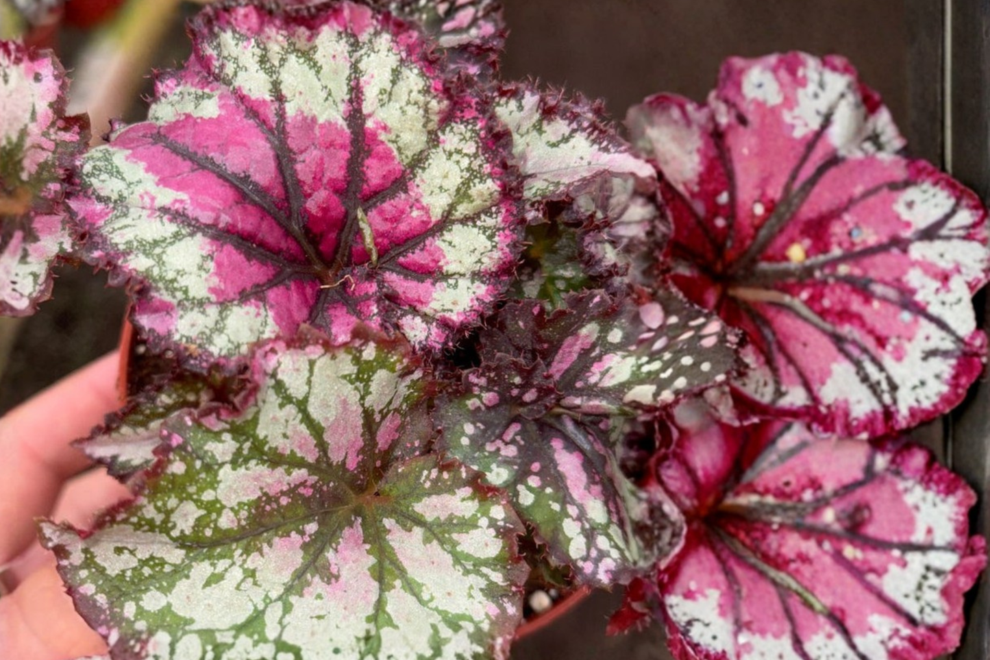 Begonia Rex Cultivar Prismatic Blush Live Plant, 4-Inch Pot, Tropical Rex Begonia with Pink, Silver & Green Foliage
