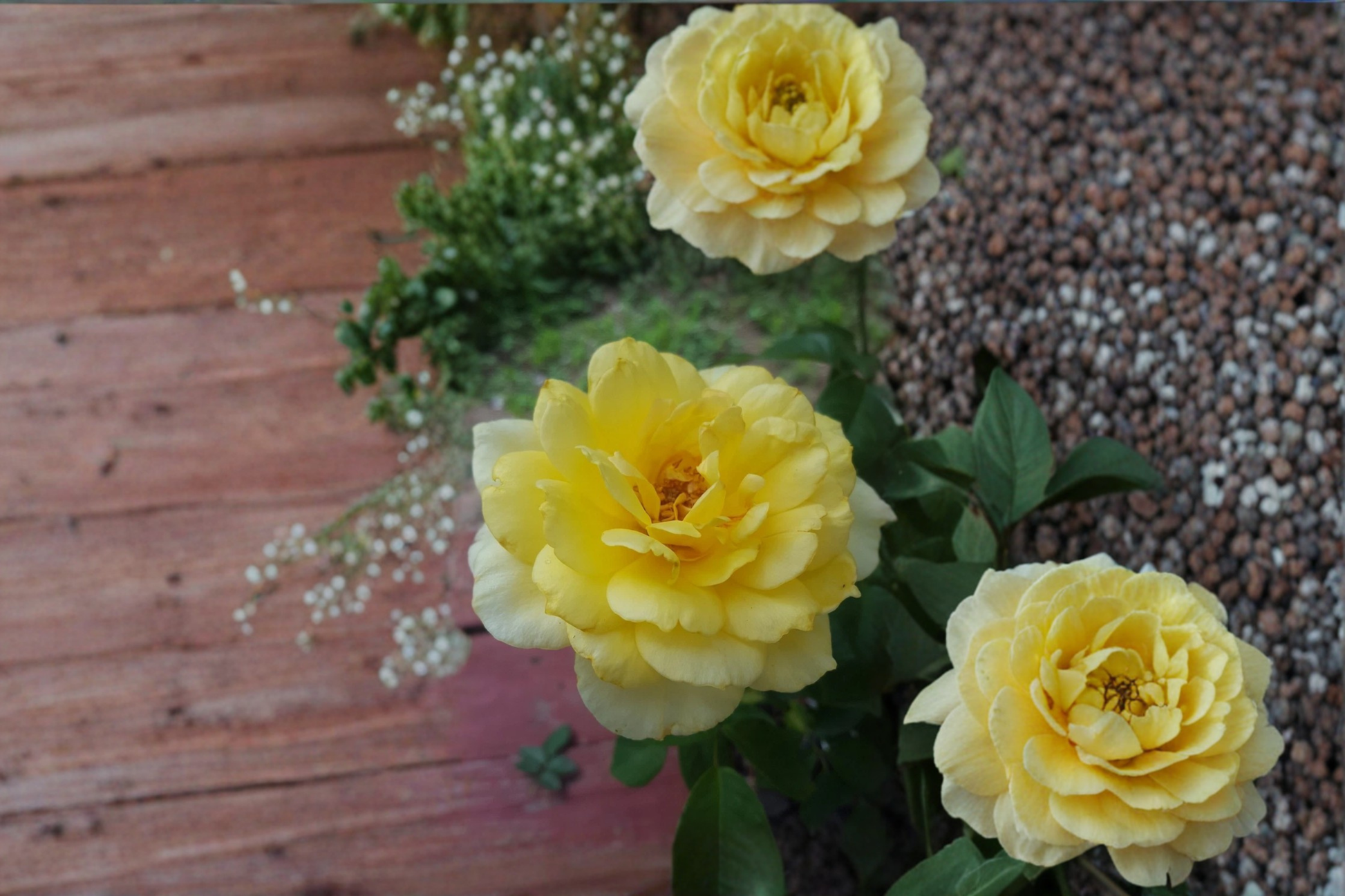 Sunsprite Floribunda Rose Plant 2-Gallon Yellow Flowering Bush for Garden Borders & Landscape Rosa spp.