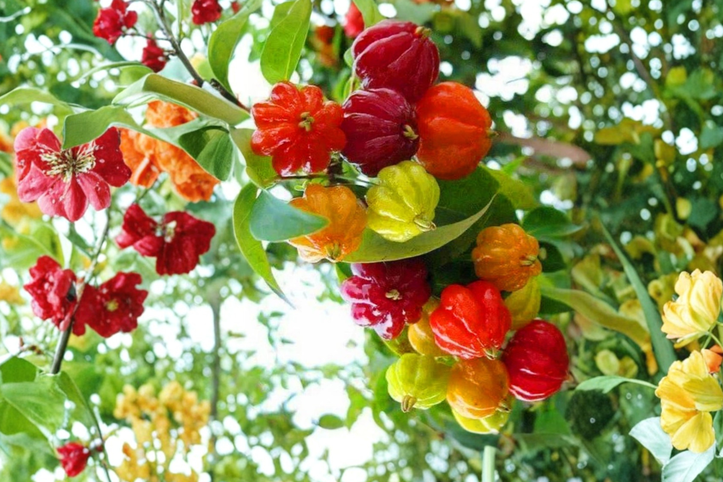 Surinam Cherry Tree Live Plant, 2ft+ Eugenia uniflora Tropical Fruit Tree for Small Gardens & Containers