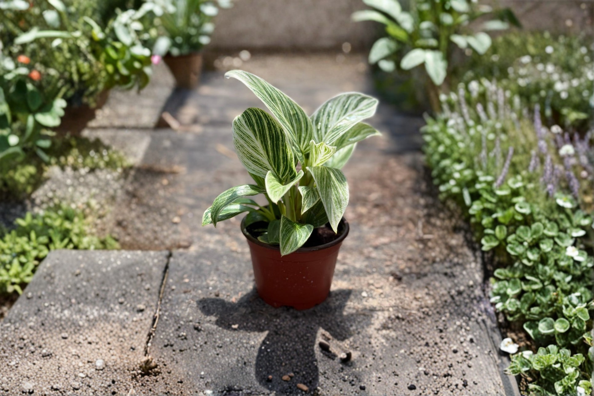 Philodendron Evian Live Plant | Rooted Starter | Tropical Green Foliage | Indoor Houseplant