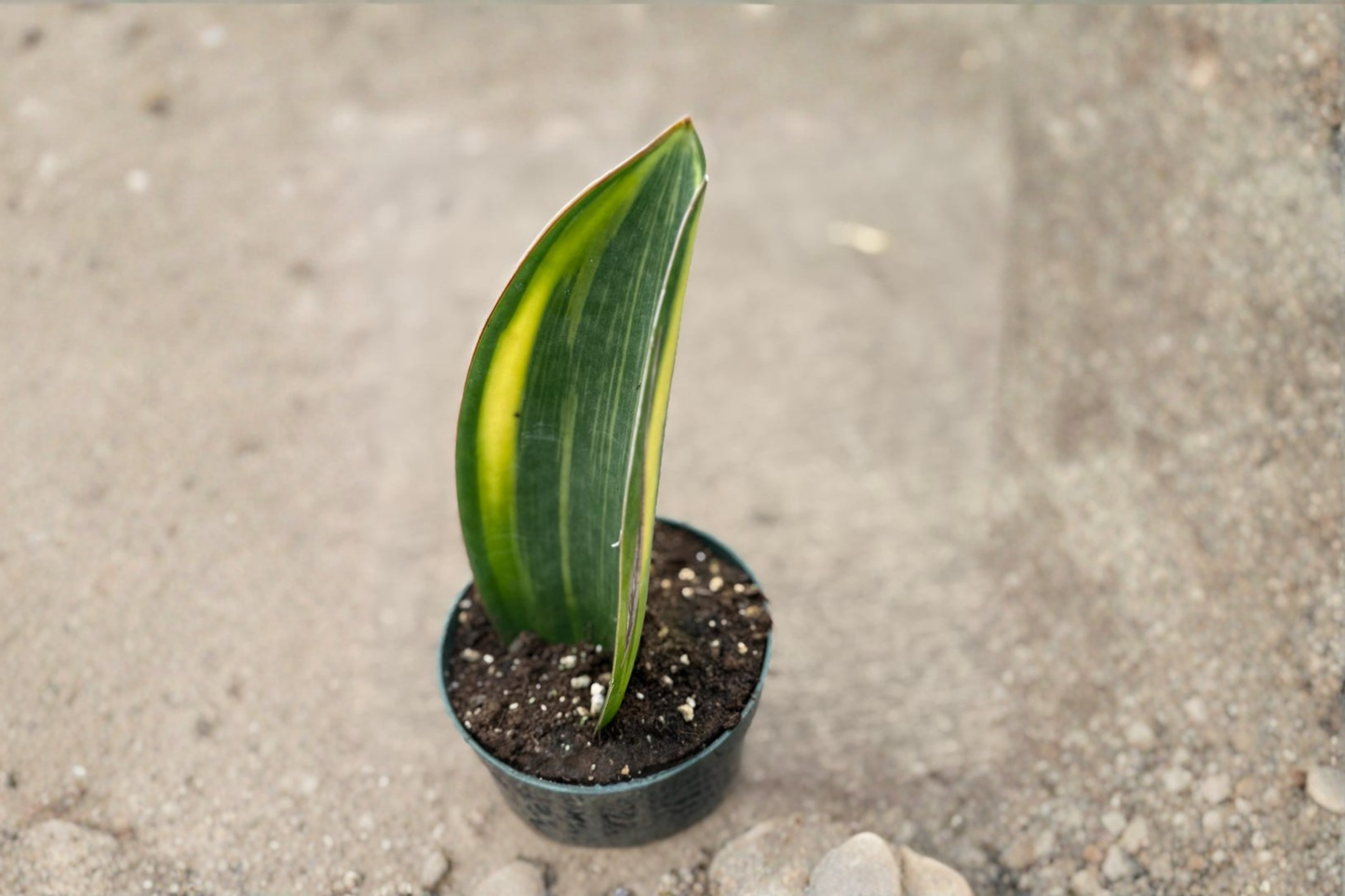 Variegated Whale Fin Snake Plant Live Houseplant | 4 Inch Pot | Dracaena masoniana | Indoor Decor & Gift
