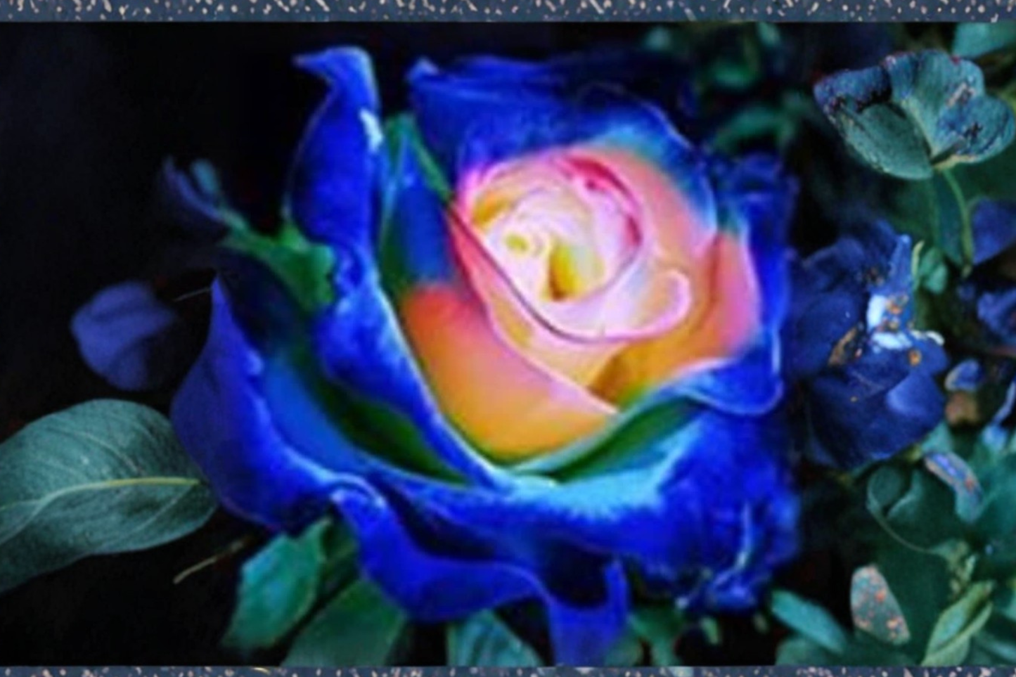 Rare Blue and Yellow Rose Seeds – Bi-Color Ornamental Flower Seeds, Rosa spp., 20 Pack, Garden, Landscaping, USA Seller