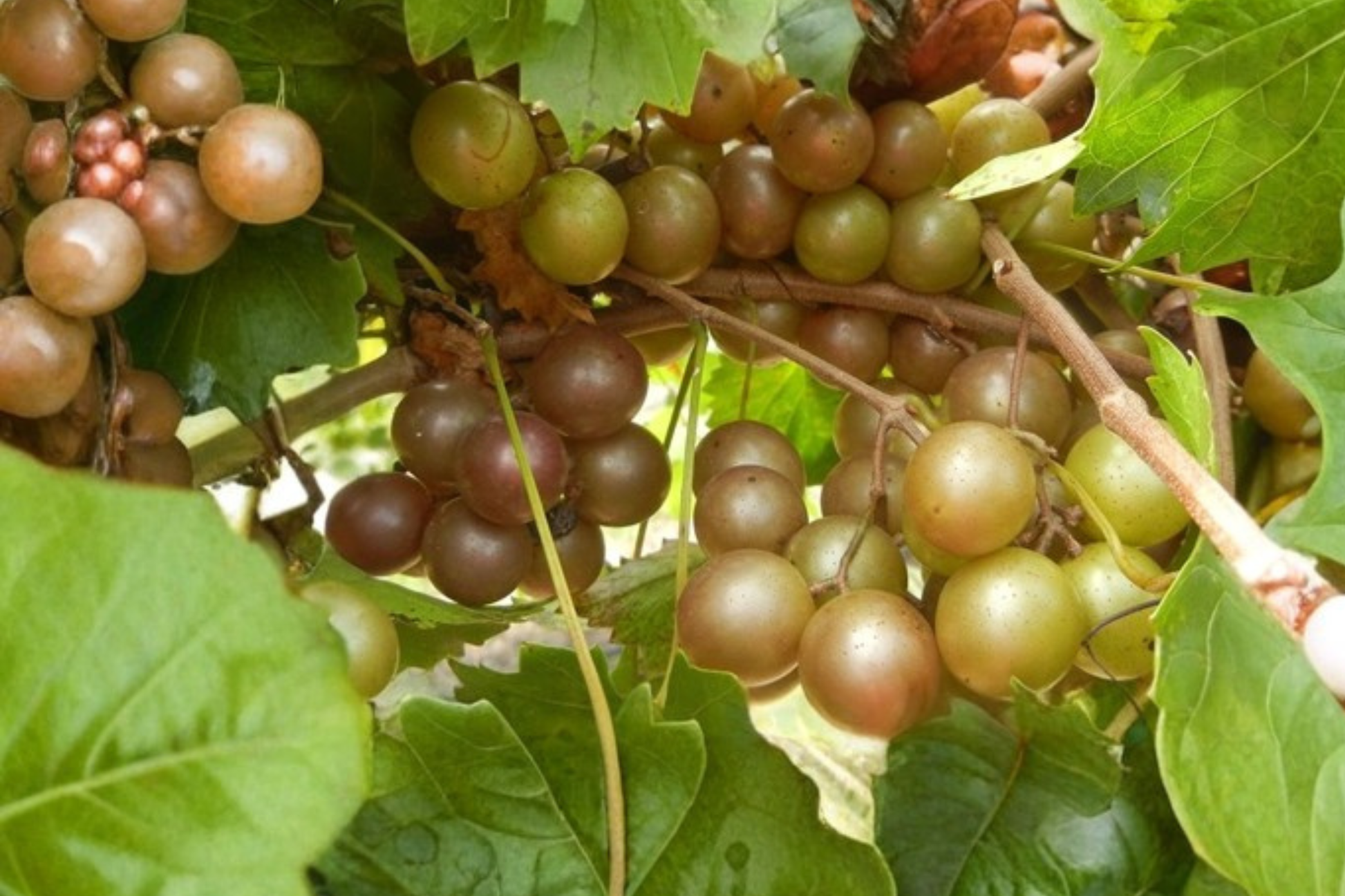 Bronze Chowan Muscadine Grape Vine Live Plant, 2-Gallon Container, Deciduous Climbing Fruit Vine, Vitis rotundifolia