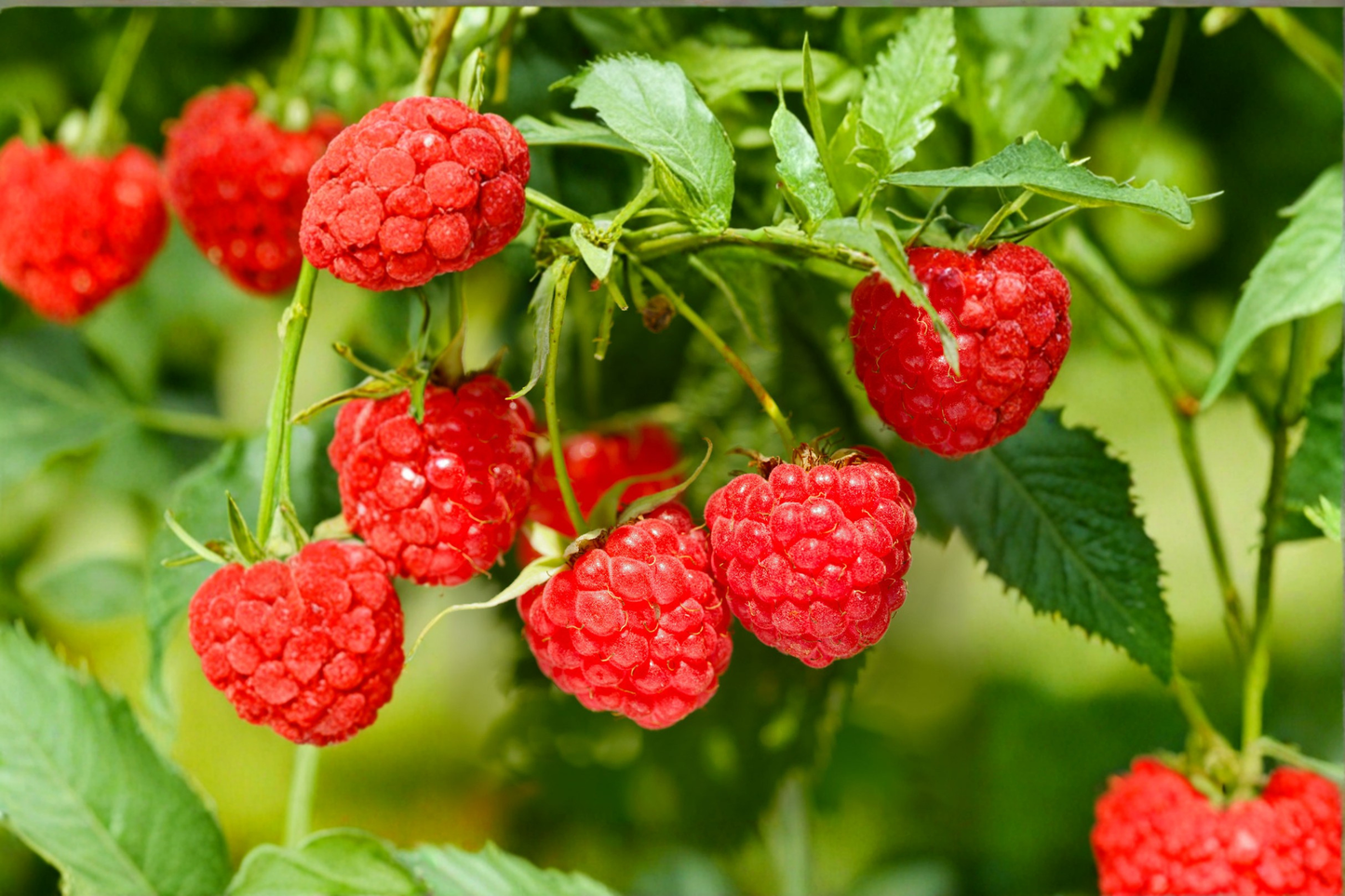 Red Raspberry Plant 1 Gal – Rubus idaeus Fruit Bush for Garden, Outdoor Growing, Home Orchard