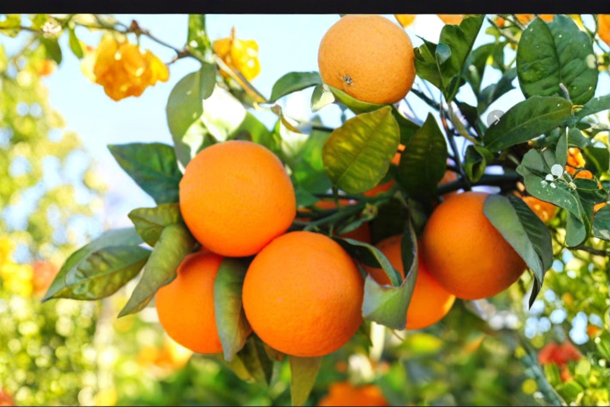 Sweet Valencia Dwarf Orange Tree Seeds – Citrus sinensis, Compact Fruit Tree, 5 Seeds for Container & Garden Planting