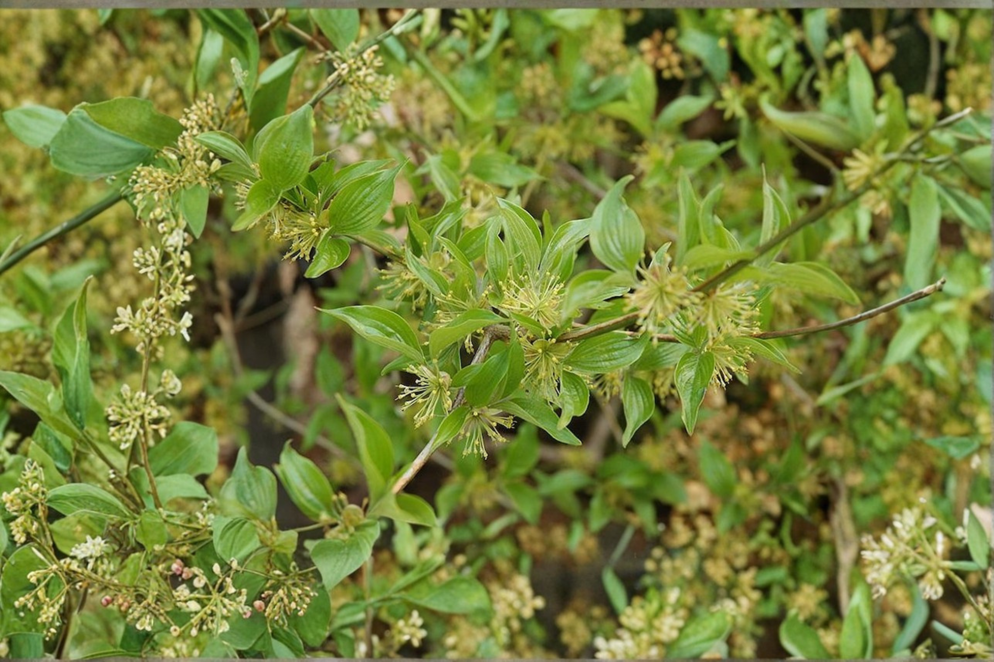 Lemon Zest Japanese Cornel Dogwood Live Plant 1 Gallon, Flowering Shrub, Cornus officinalis, Bright Yellow Blooms