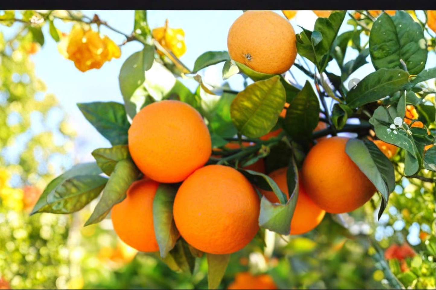 Dwarf Orange Tree Seeds – Citrus sinensis – Compact Fruit Plant for Indoor & Outdoor Gardening – Pack of 5 Seeds