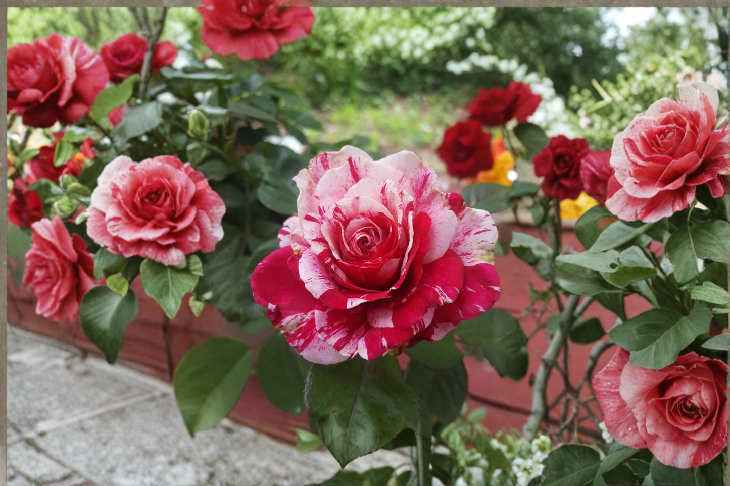 Scentimental Floribunda Rose 1 Gal Live Plant Red White Striped Double Blooms Garden Shrub Outdoor Rose