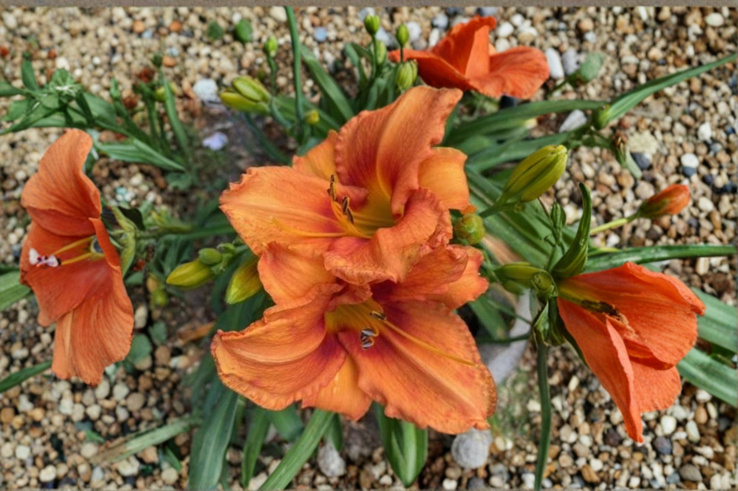 Daylily Bare Root Plants – Leebea Orange Crush, Bright Orange Flowers, Perennial Hemerocallis for Summer Garden