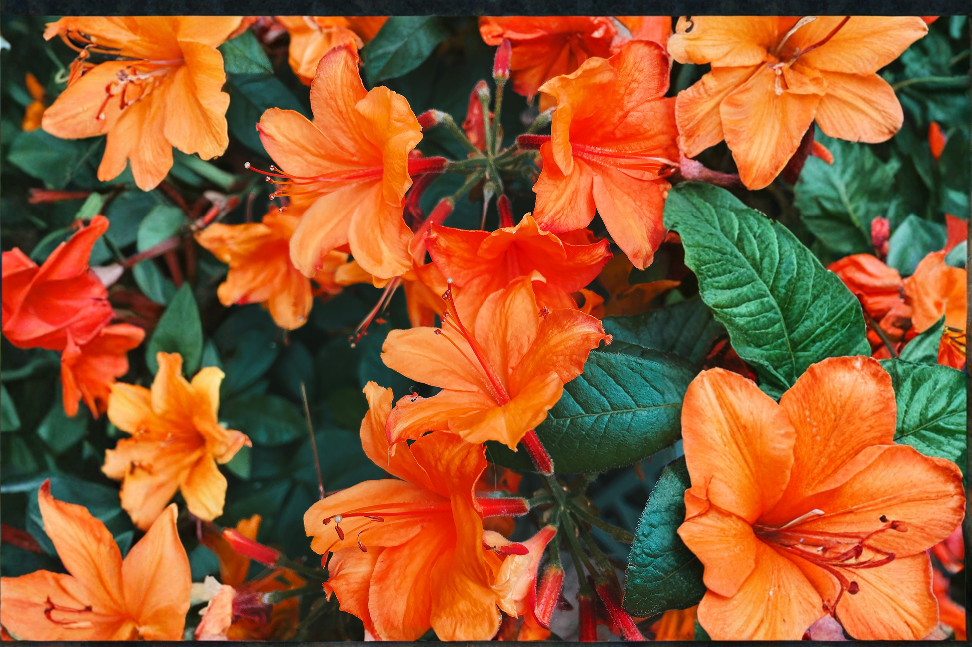 Fireball Deciduous Azalea Starter Plant – Live Rhododendron Azalea for Shade Gardens